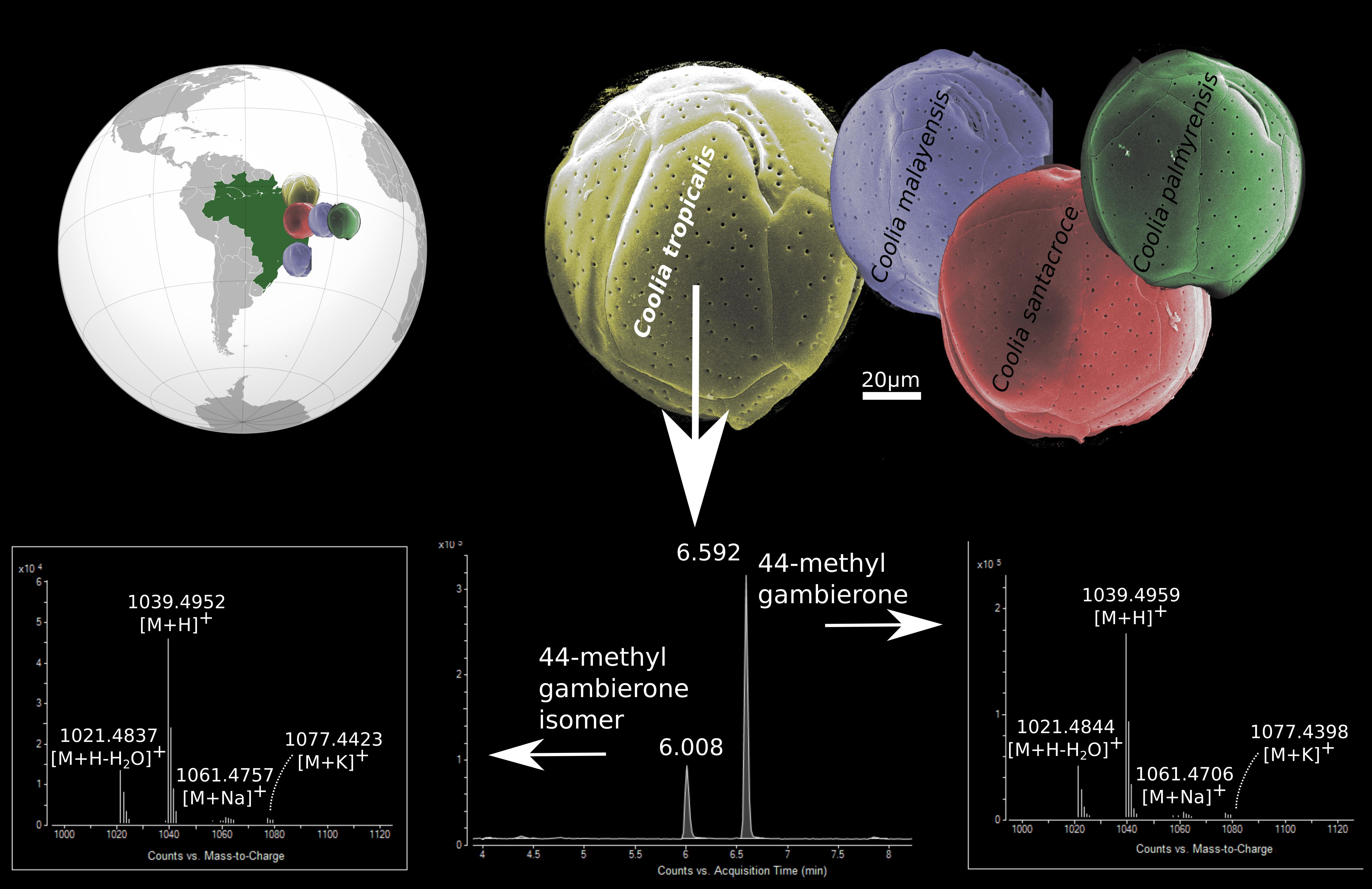 Toxins Free Full Text Diversity And Toxicity Of The Genus Coolia Meunier In Brazil And Detection Of 44 Methyl Gambierone In Coolia Tropicalis