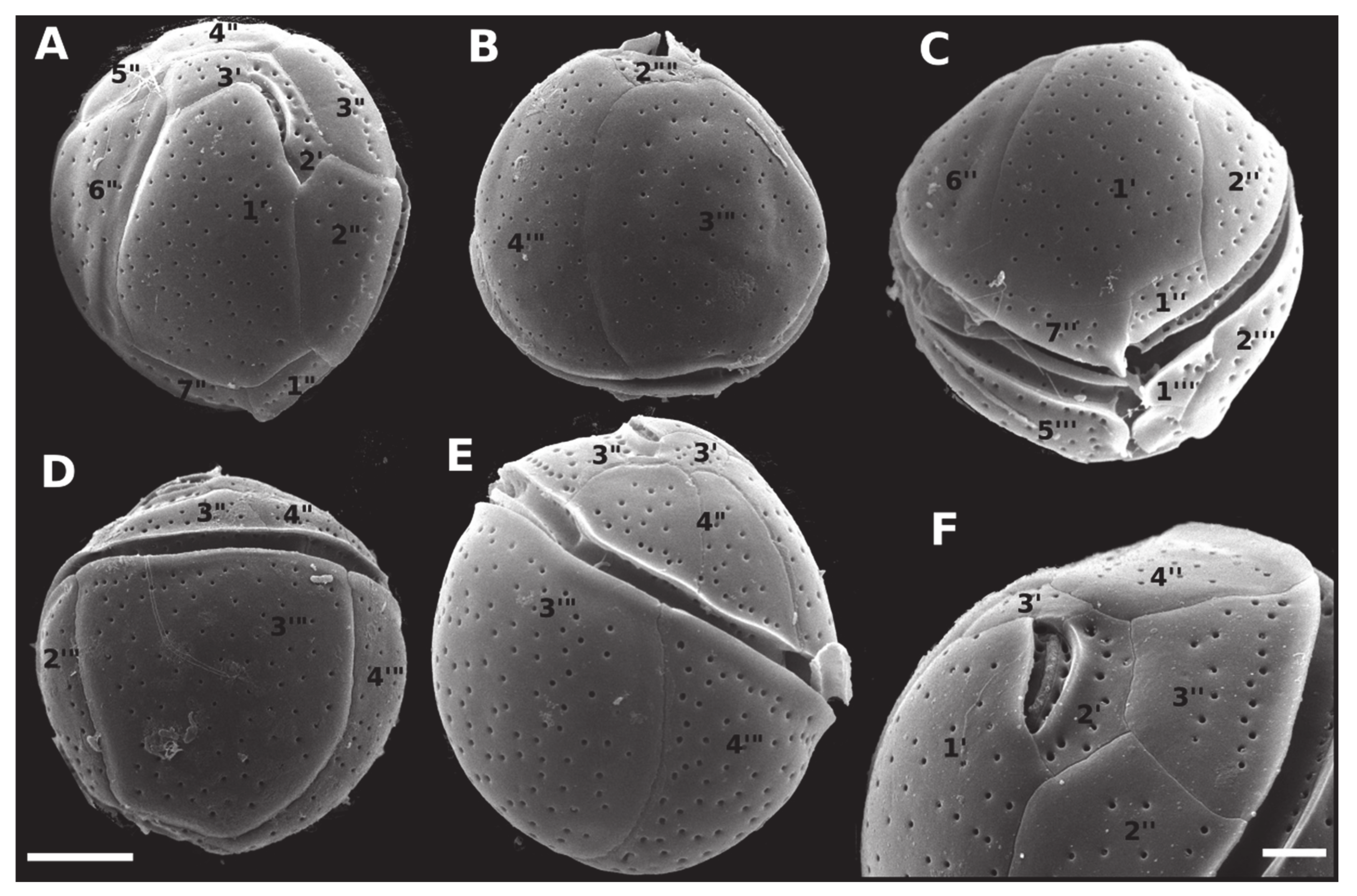Toxins 12 00327 g007 Toxins 12 00327 g007