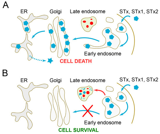 Toxins Free Full Text Targeting The Early Endosome To Golgi Transport Of Shiga Toxins As A Therapeutic Strategy Html Toxins Free Full Text Targeting The Early Endosome To Golgi Transport Of Shiga Toxins As A Therapeutic Strategy Html