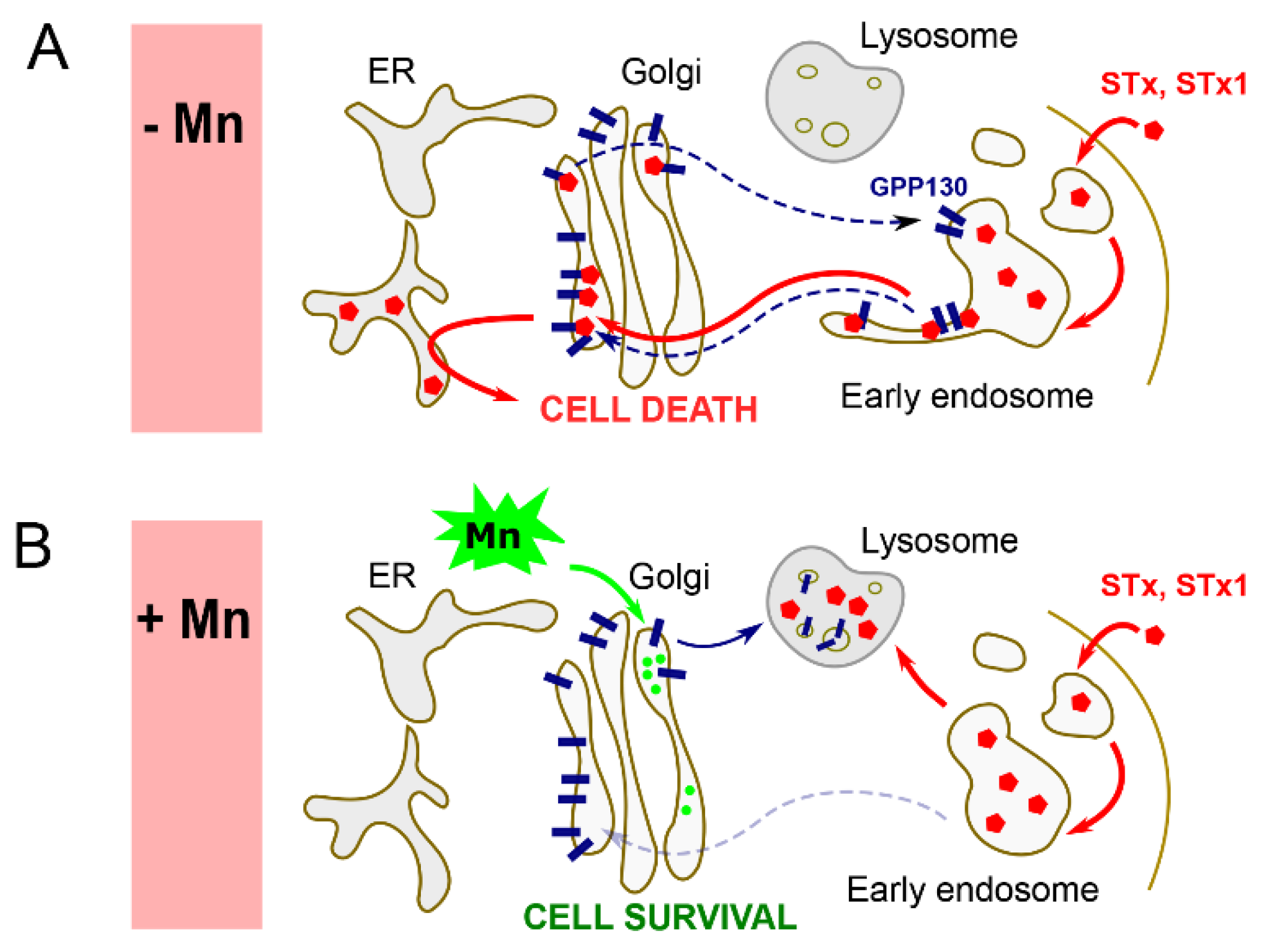 Toxins 12 00342 g002