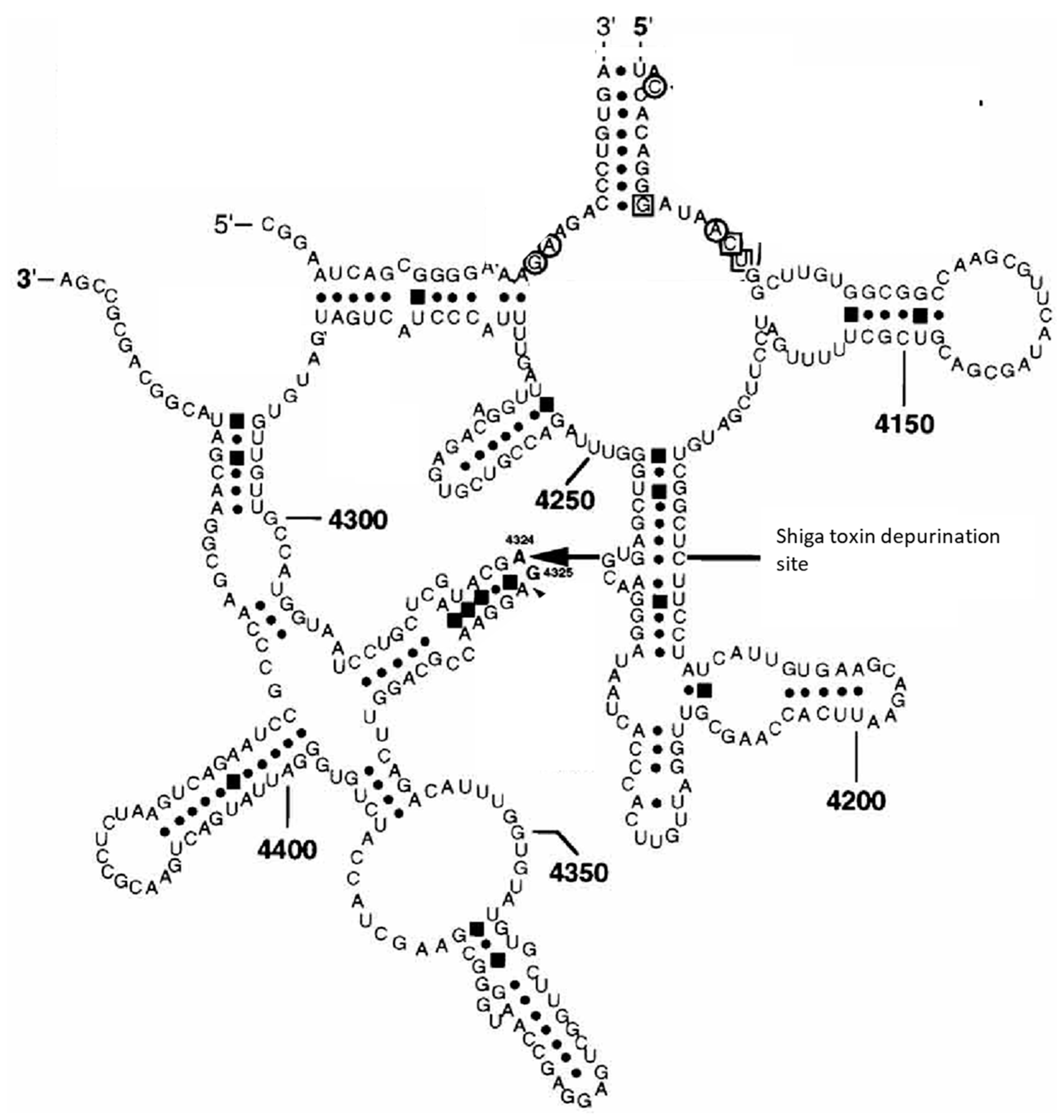 Toxins 12 00345 g005 Toxins 12 00345 g005