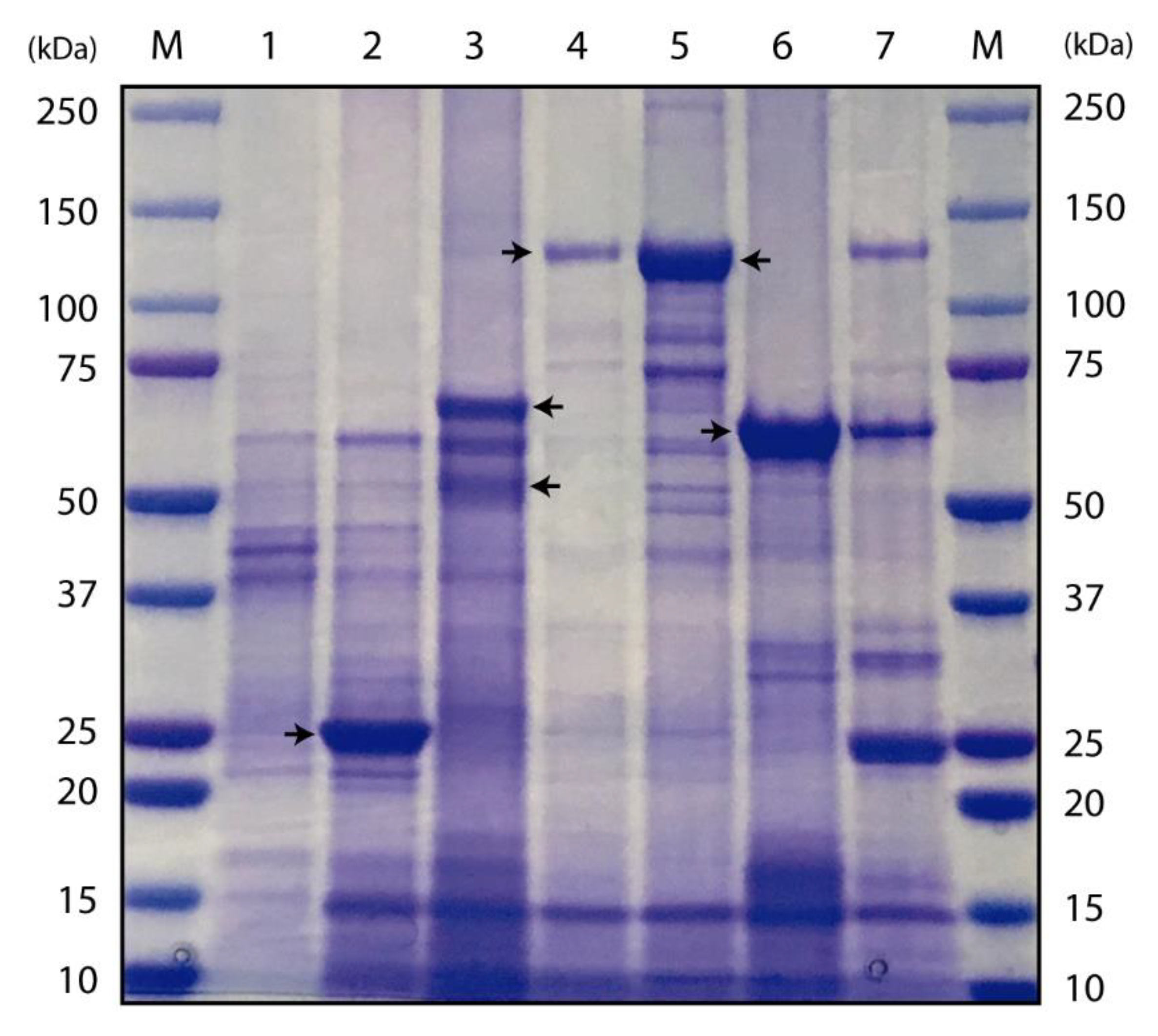 Toxins 12 00355 g001 Toxins 12 00355 g001