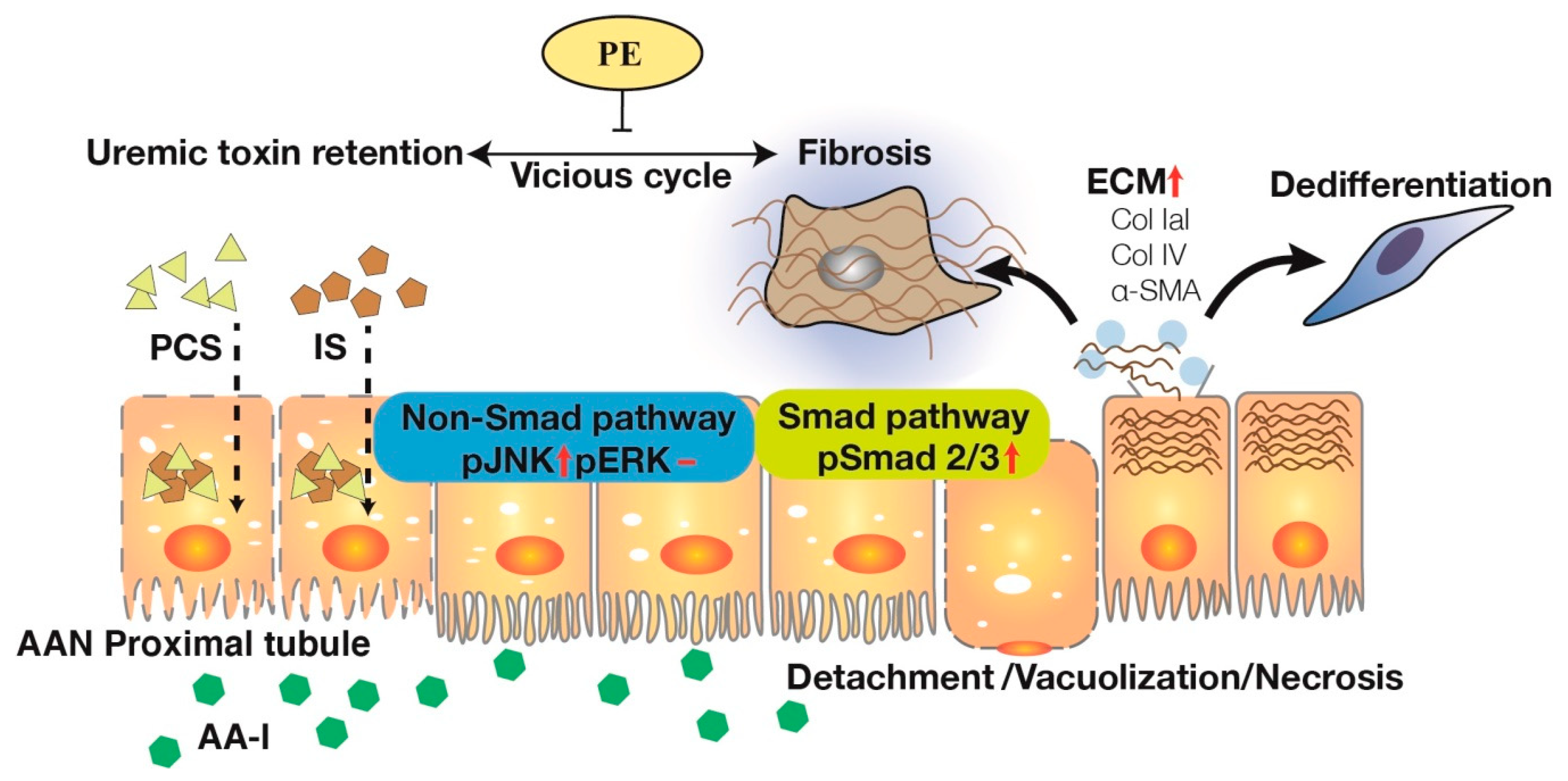 Toxins 12 00364 g005