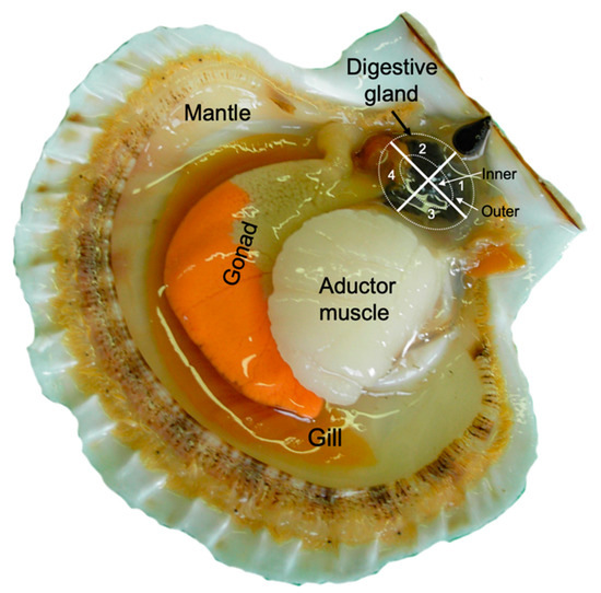Toxins Free FullText Distribution of Domoic Acid in the Digestive