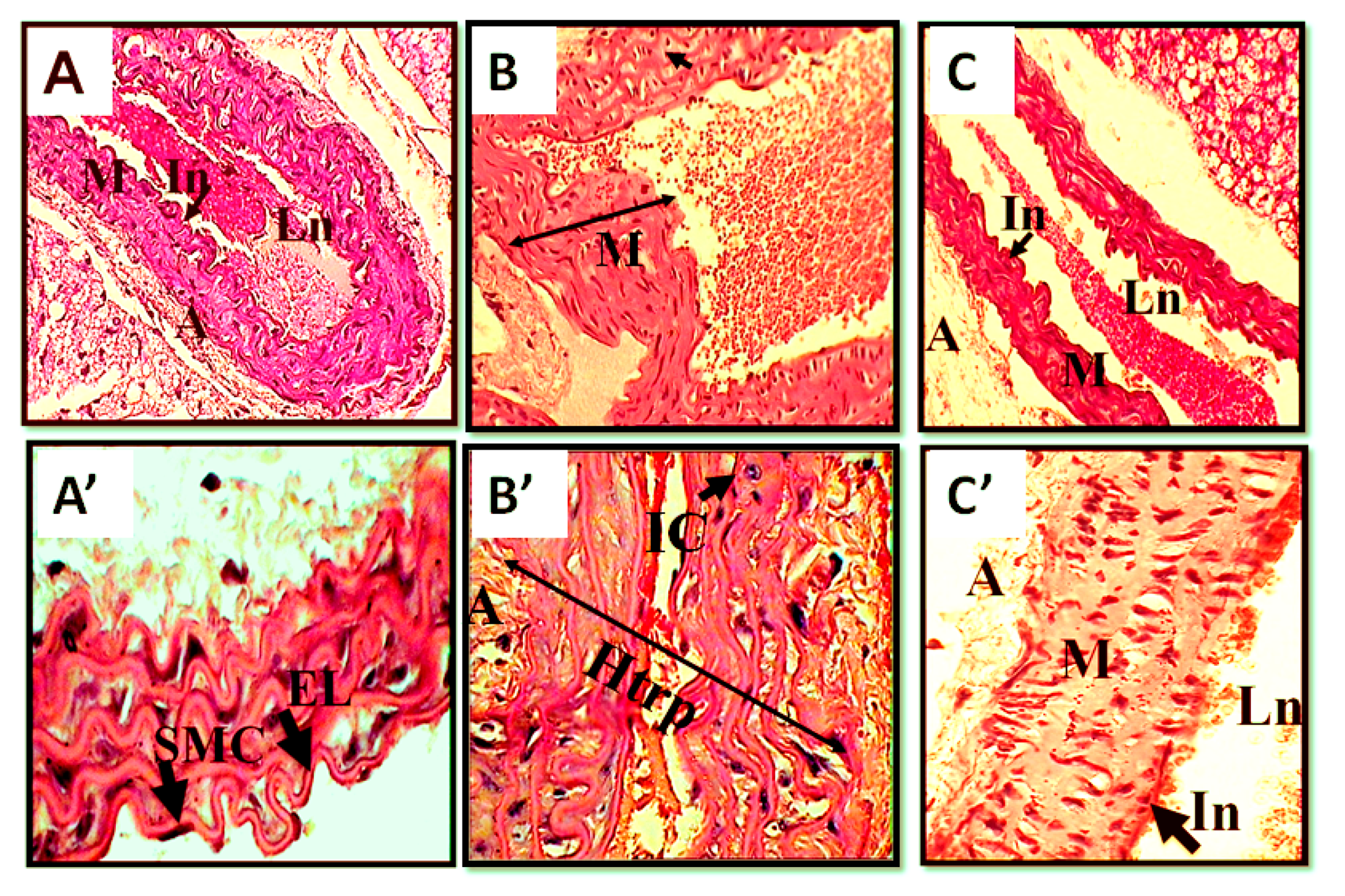 Toxins 12 00389 g005