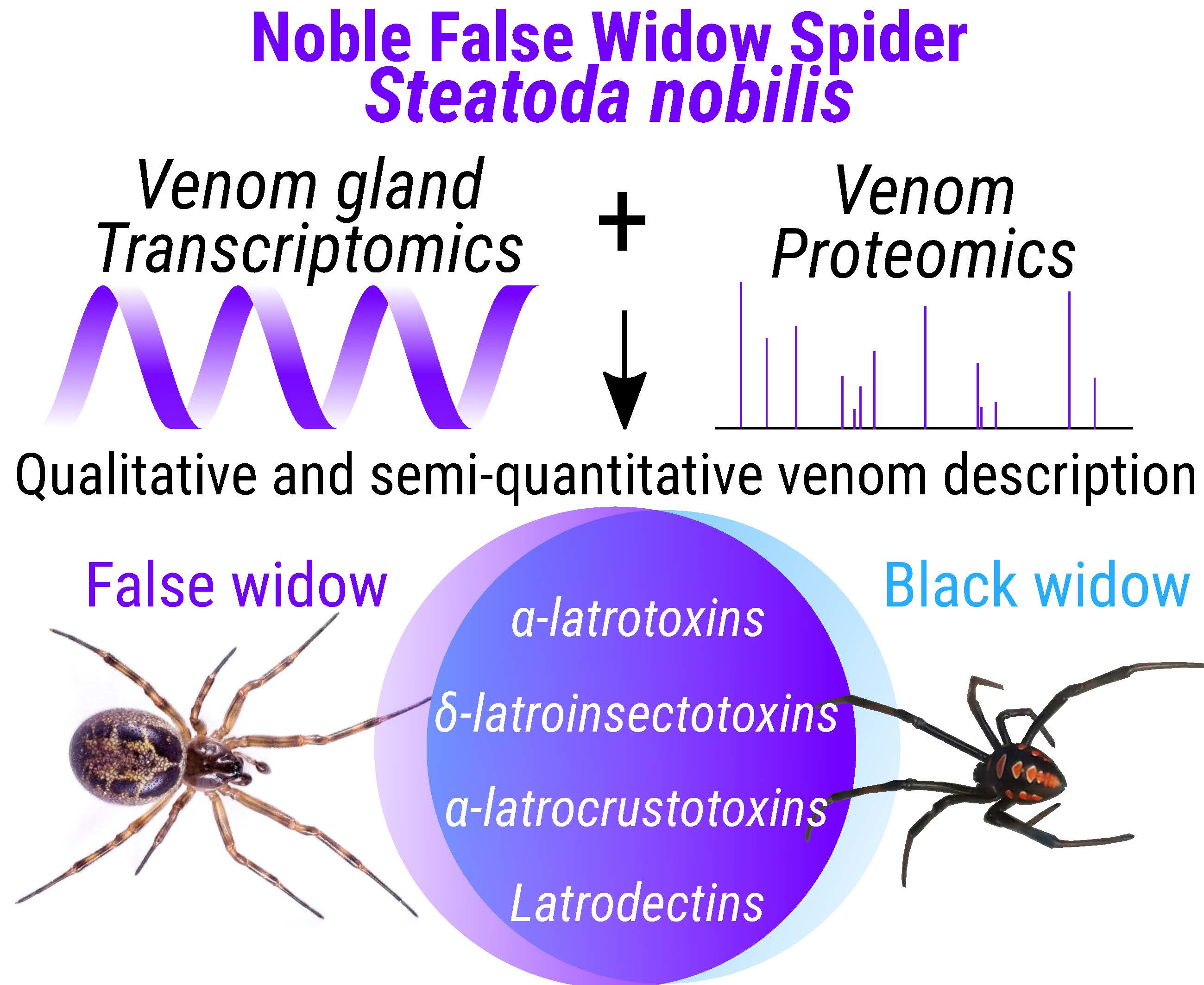 purple widow spider