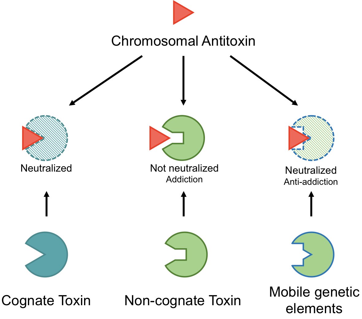 Toxins Free FullText Evaluating the Potential for Cross