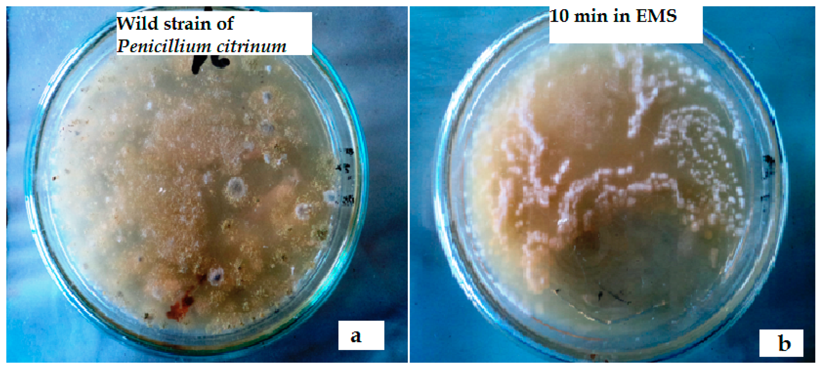 Toxins 12 00427 g002