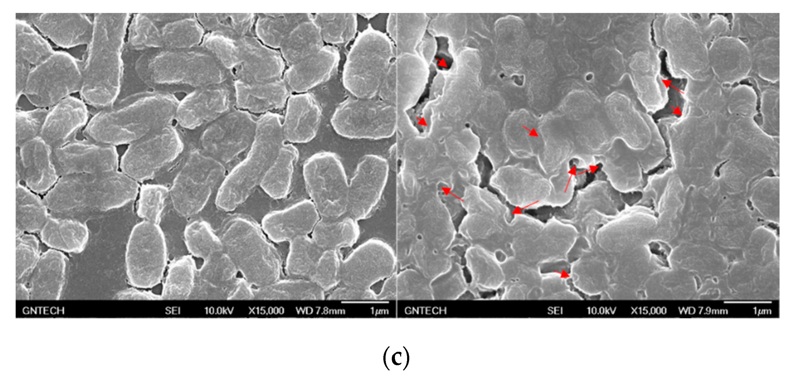 Toxins 12 00432 g007b