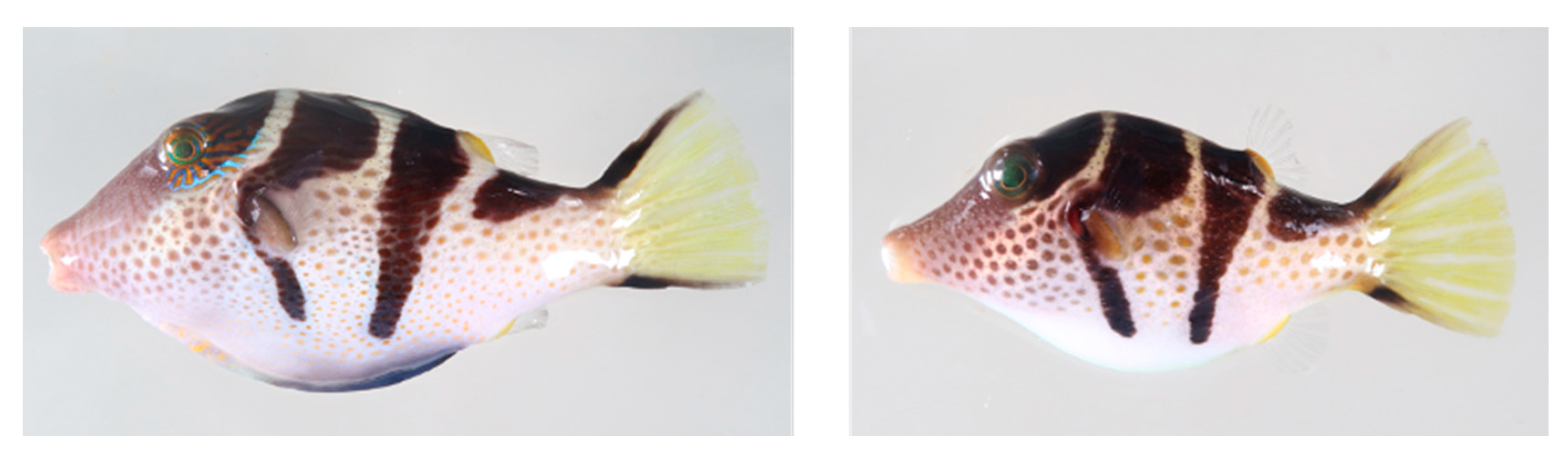 Toxins 12 00436 g001