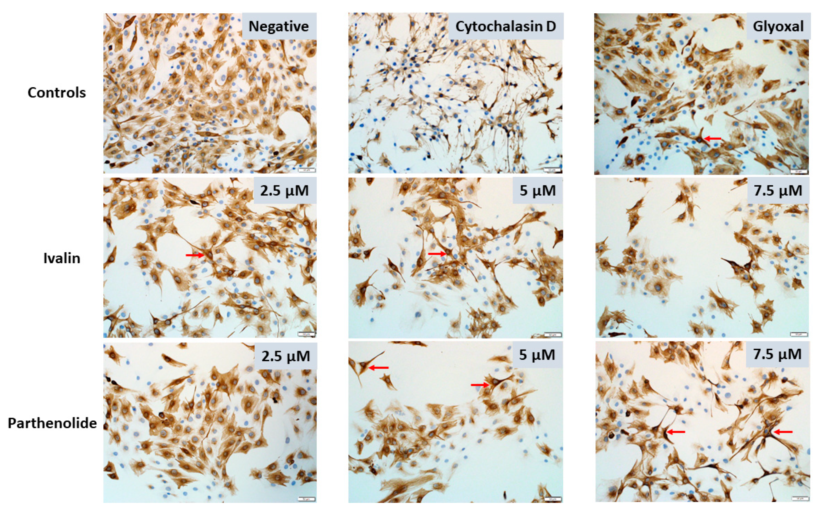 Toxins 12 00459 g005