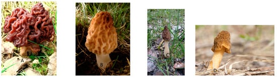 7. Small children and pets are particularly at risk from the toxins in false morels.
