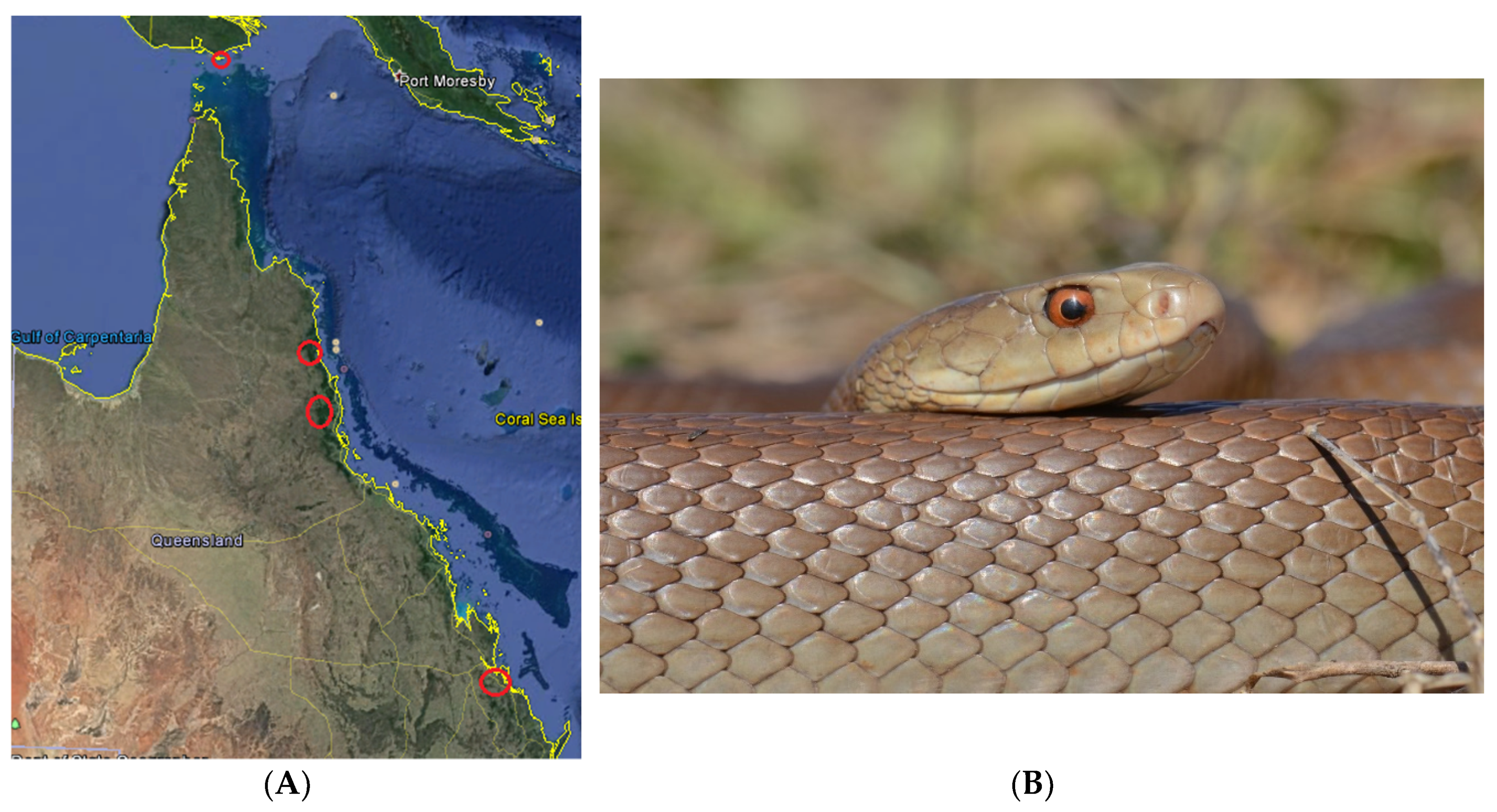 Toxins 12 00485 g001