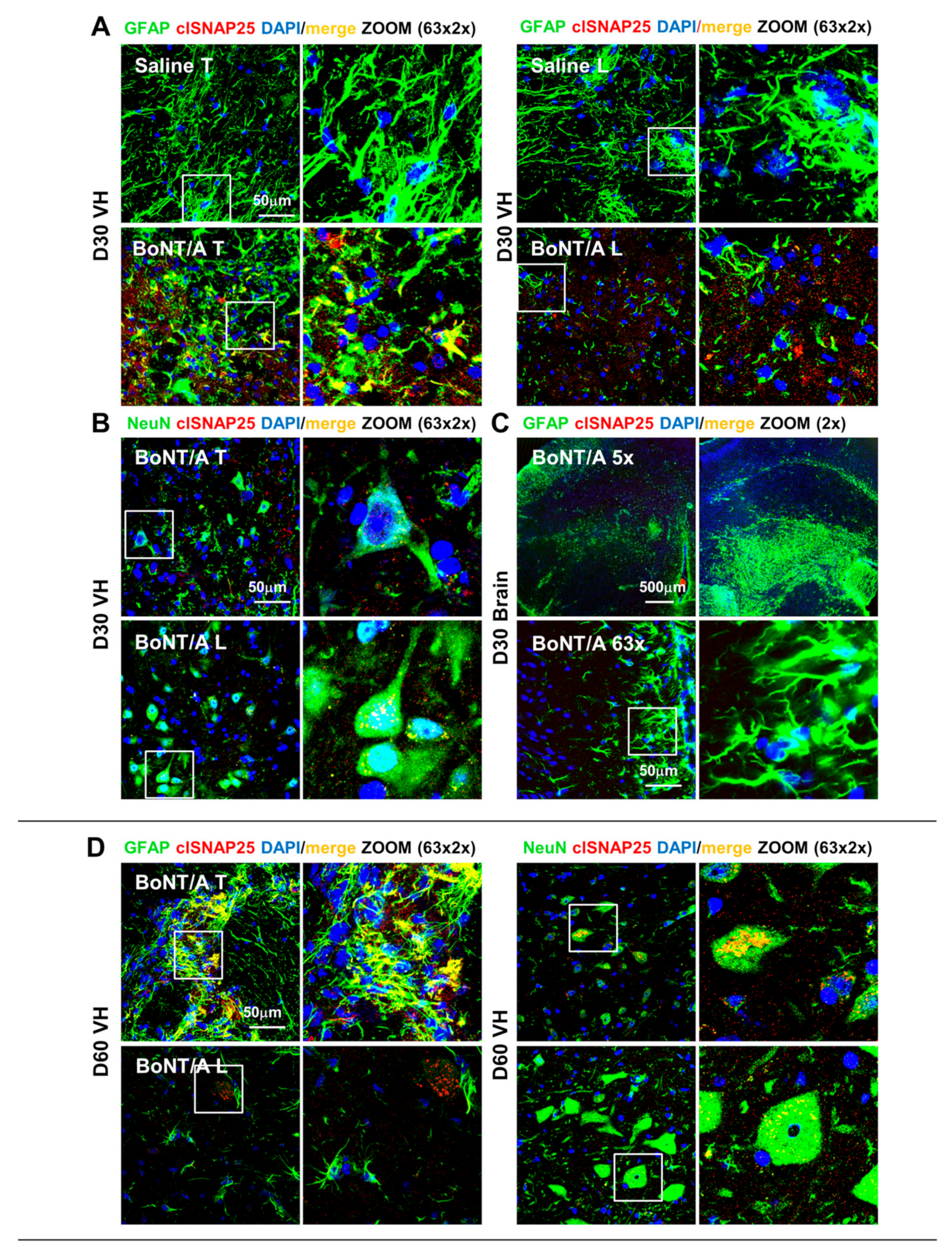 Toxins 12 00491 g010