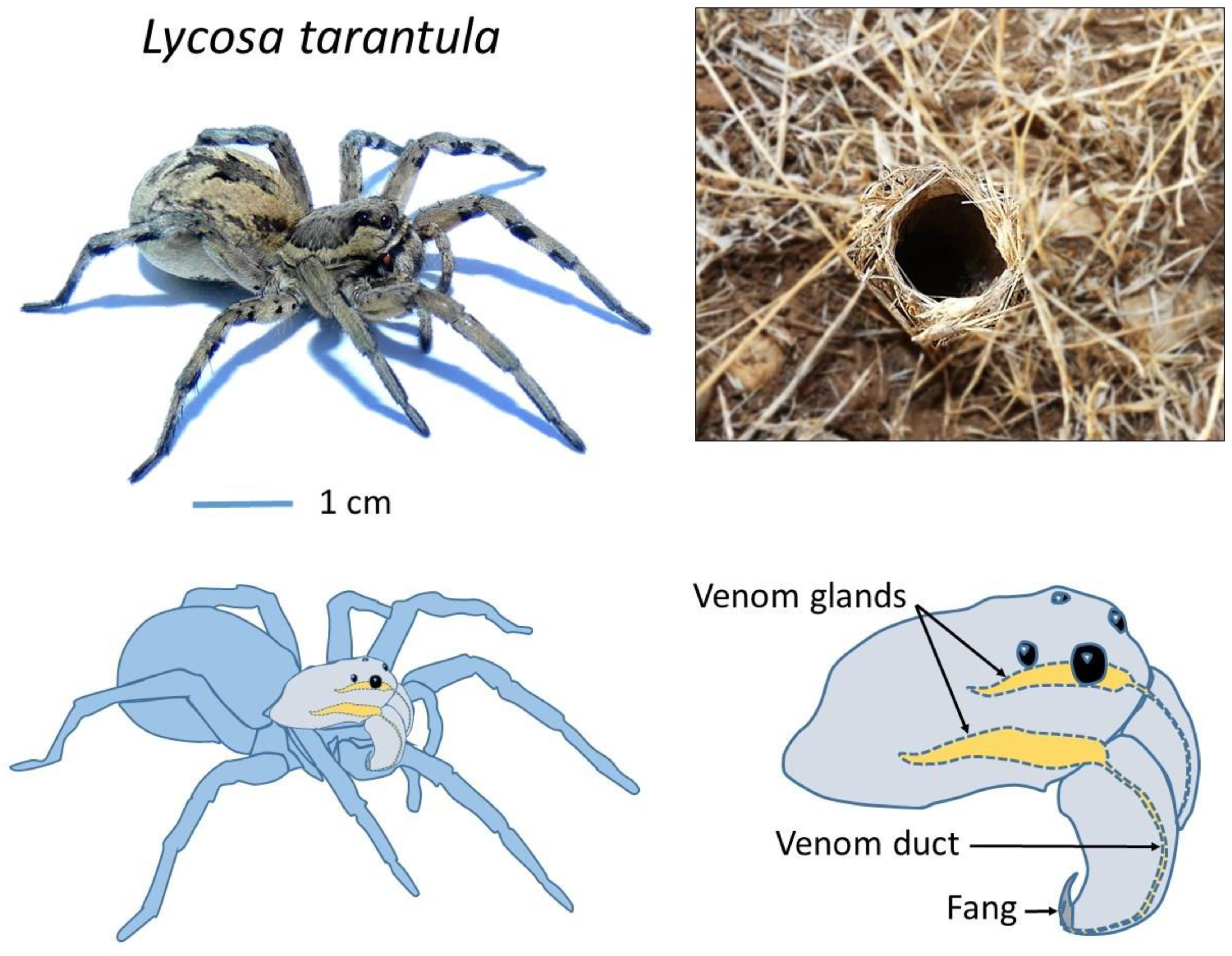 Book Excerpt] Basic Spider Anatomy - Pest Control Technology