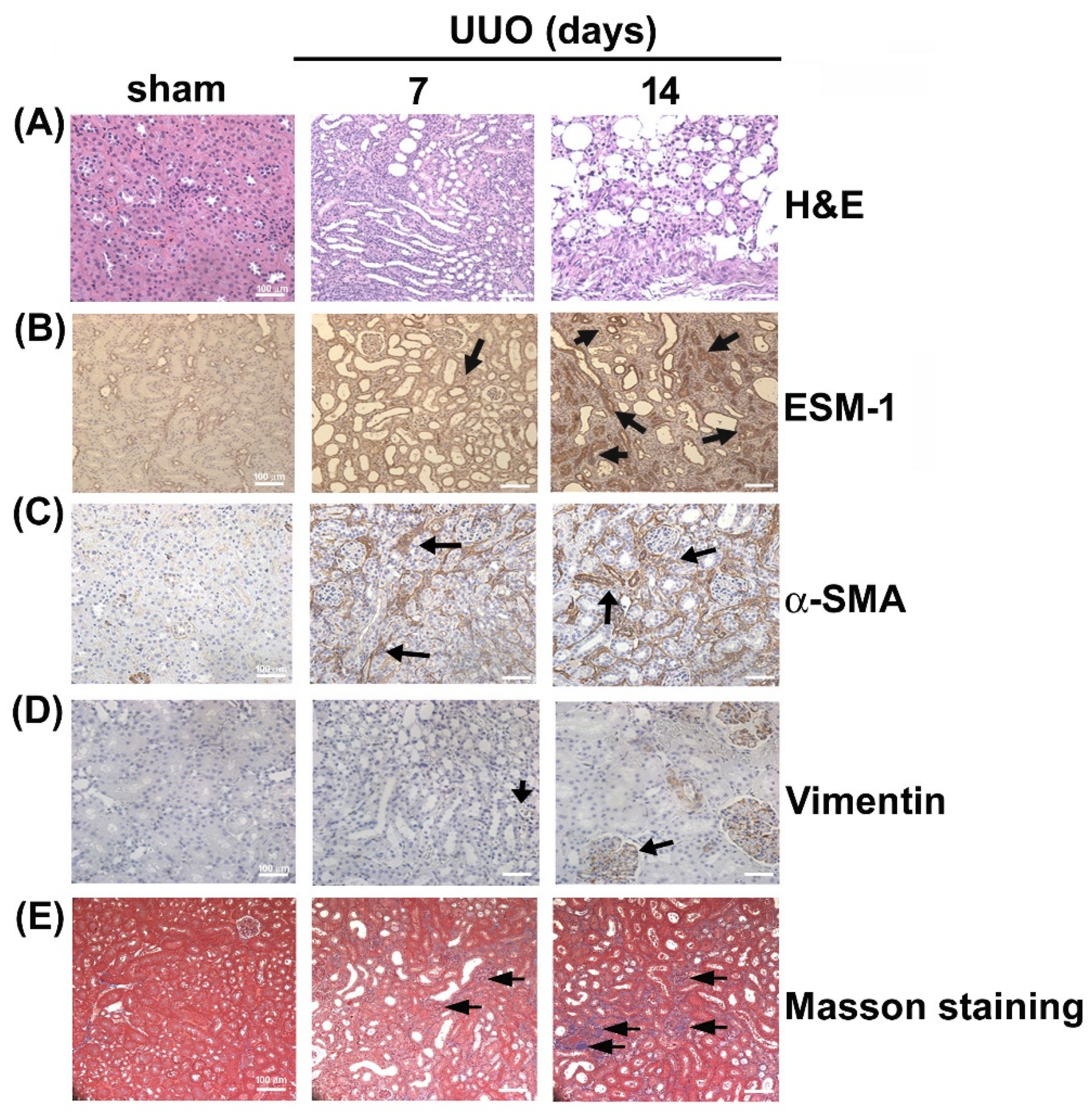 Toxins 12 00506 g001