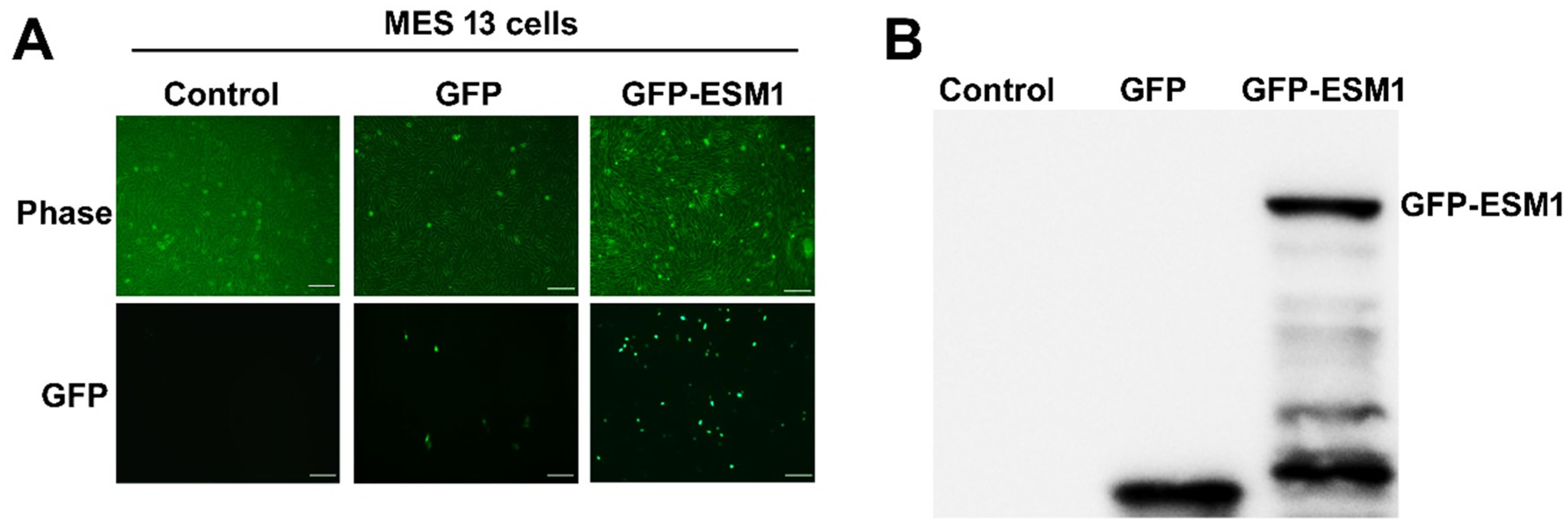 Toxins 12 00506 g002