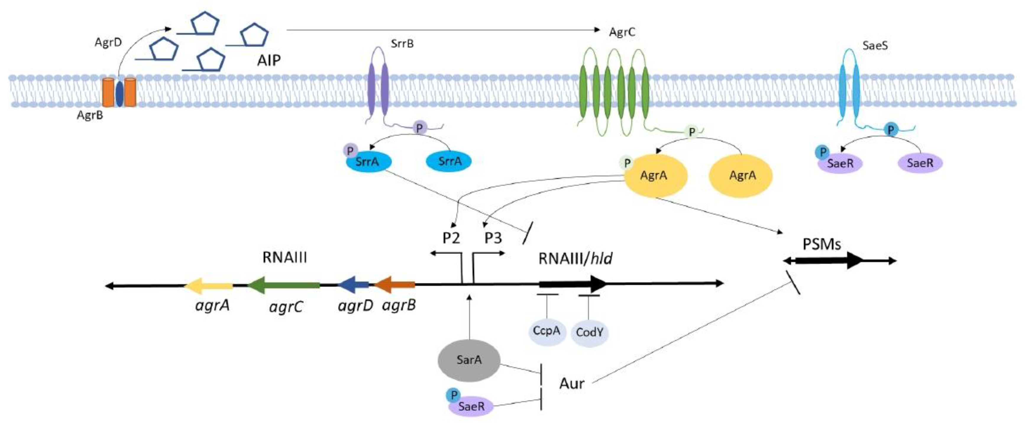 Stopping staph: Could it alter the course of diabetes? - The Loop