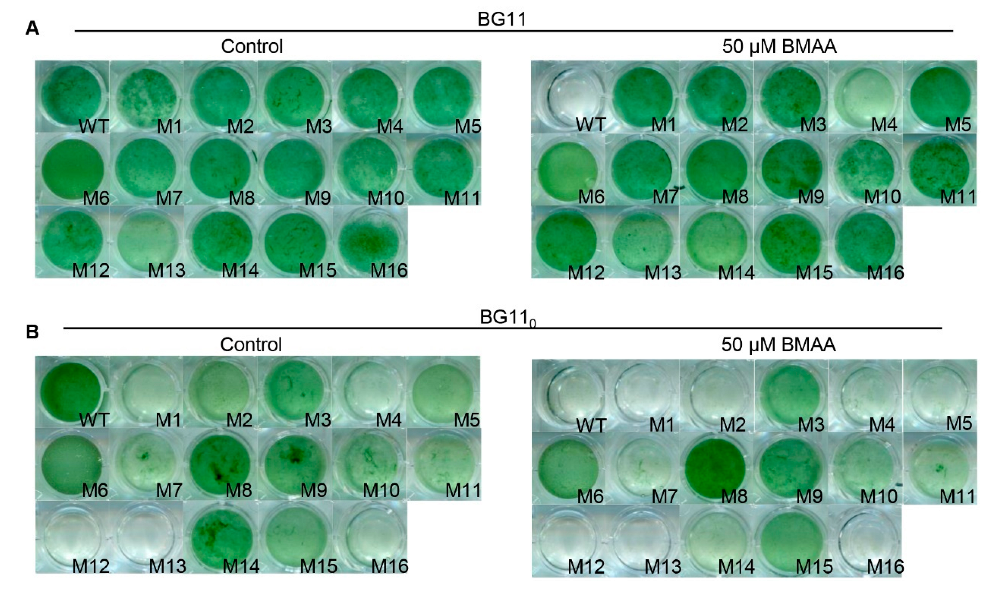 Toxins 12 00518 g002 Toxins 12 00518 g002