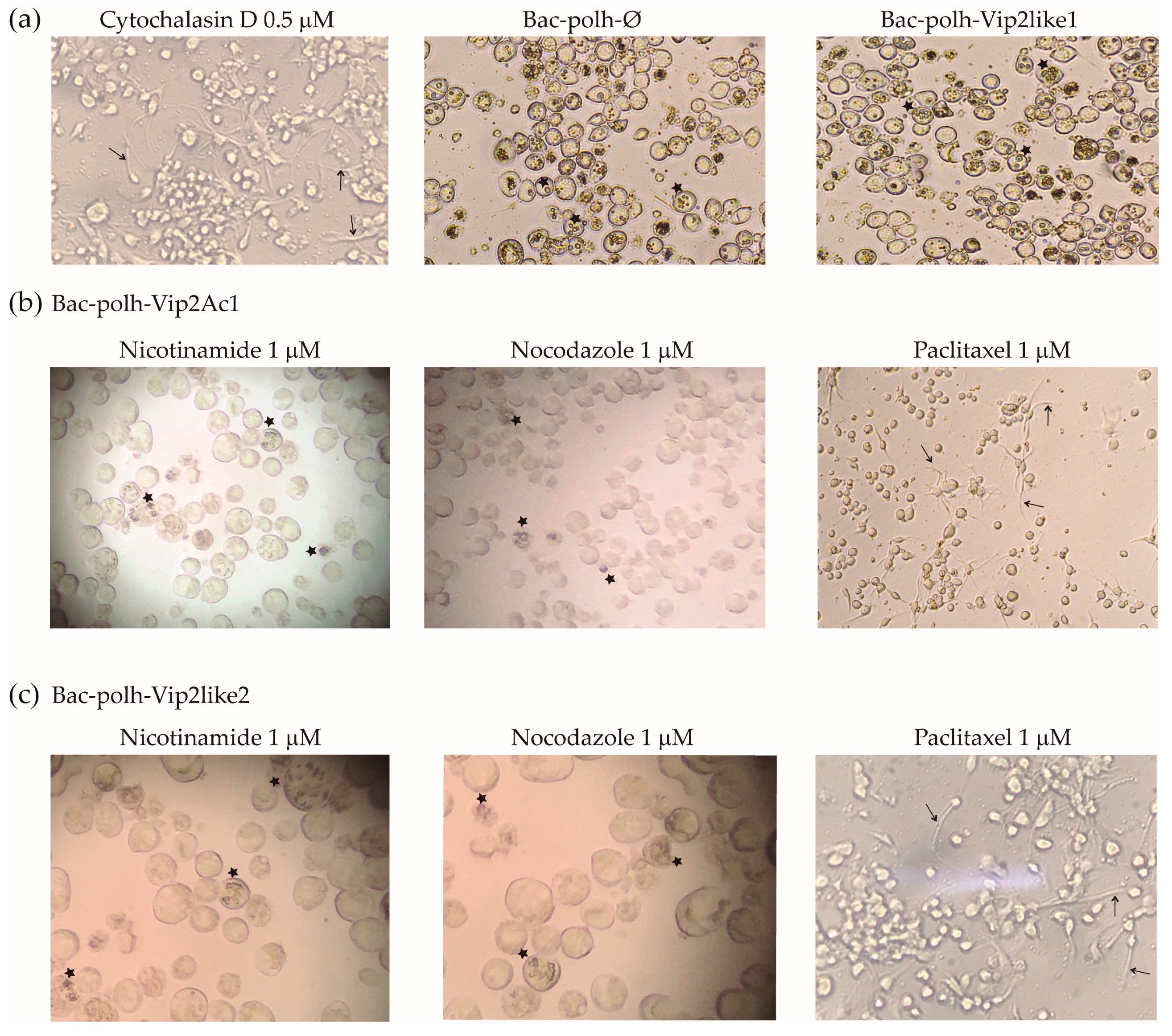 Toxins 12 00543 g004