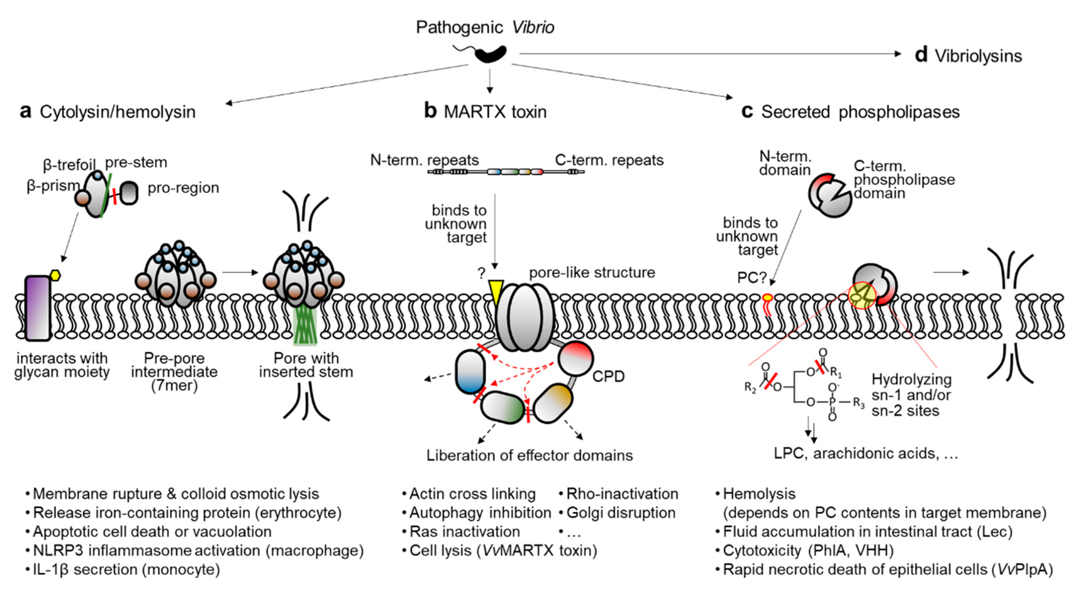 Toxins 12 00544 g001