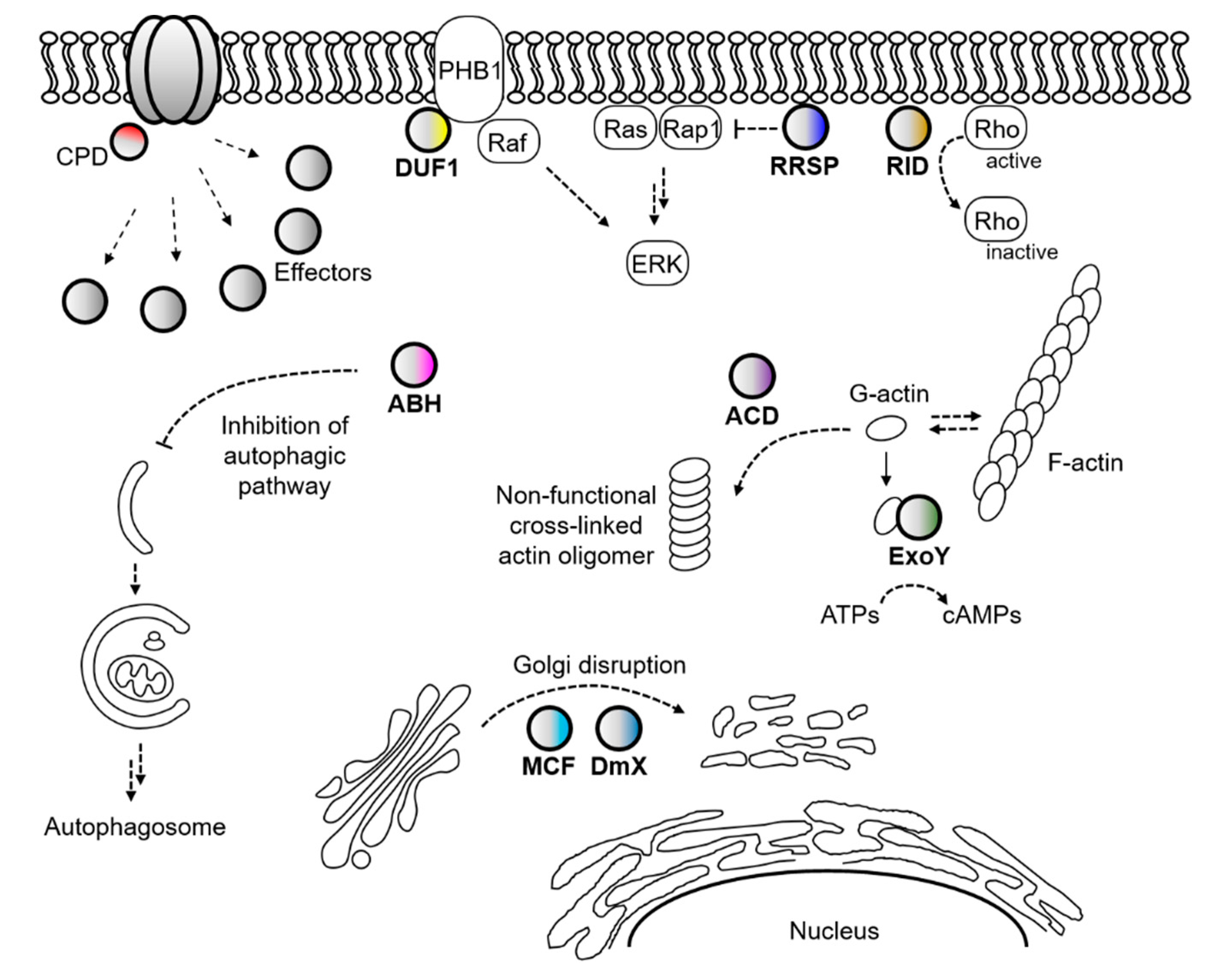 Toxins 12 00544 g002
