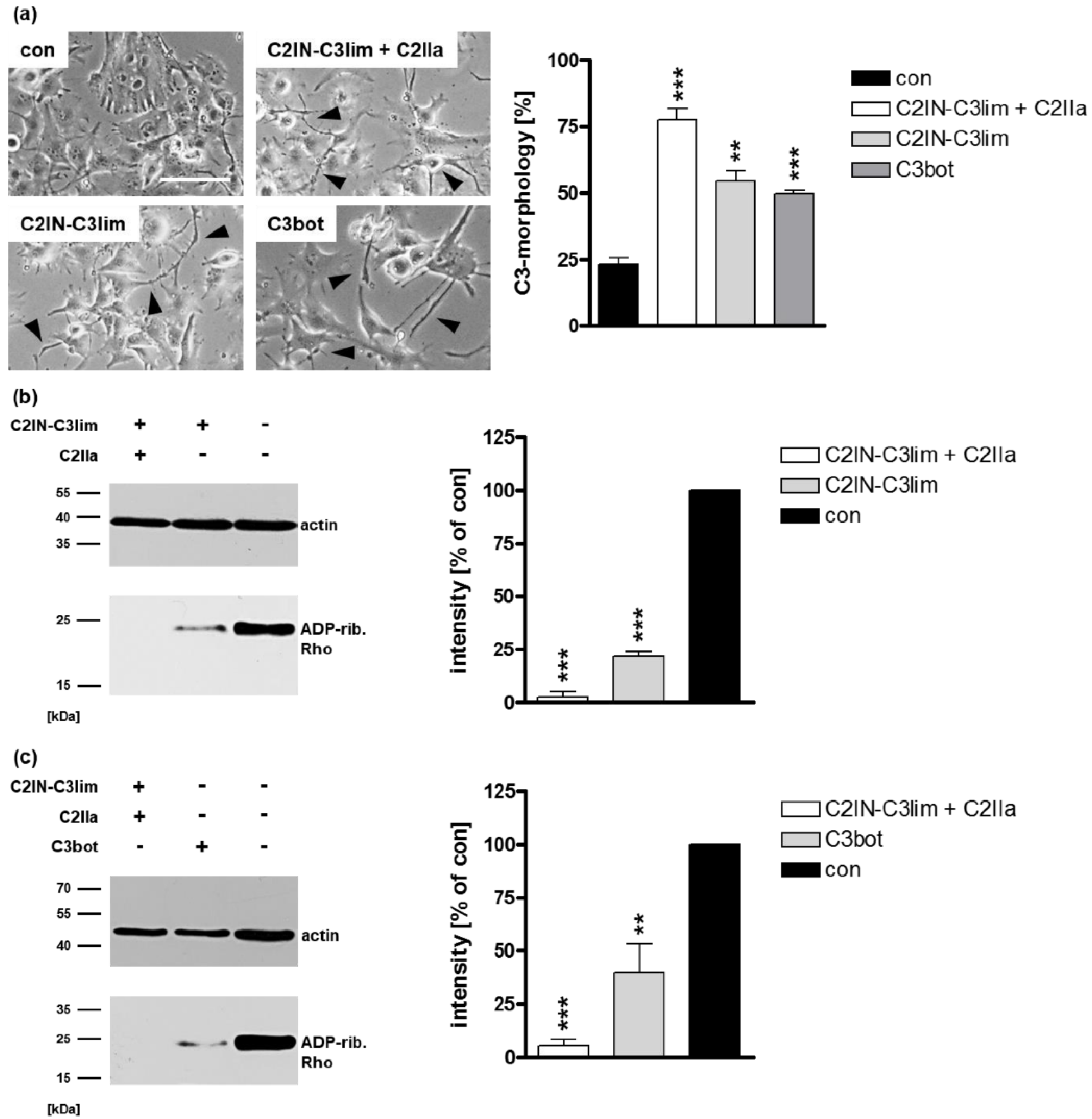 Toxins 12 00563 g001