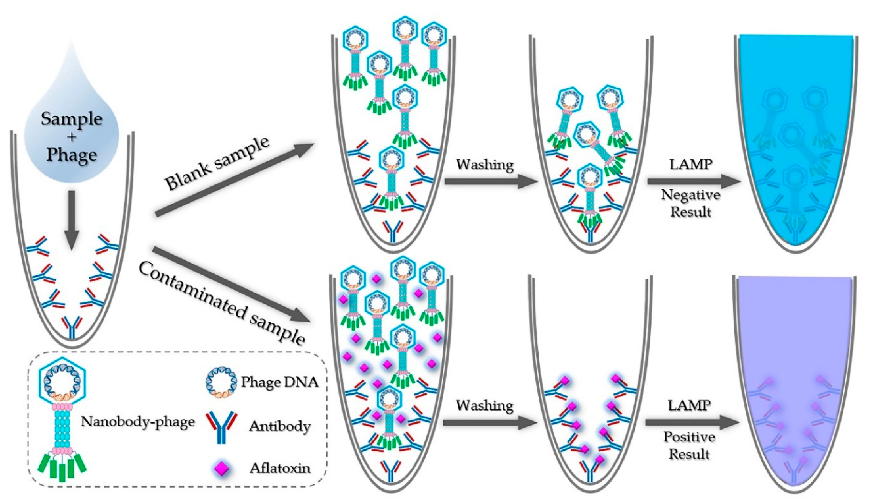 Toxins 12 00565 g001 Toxins 12 00565 g001