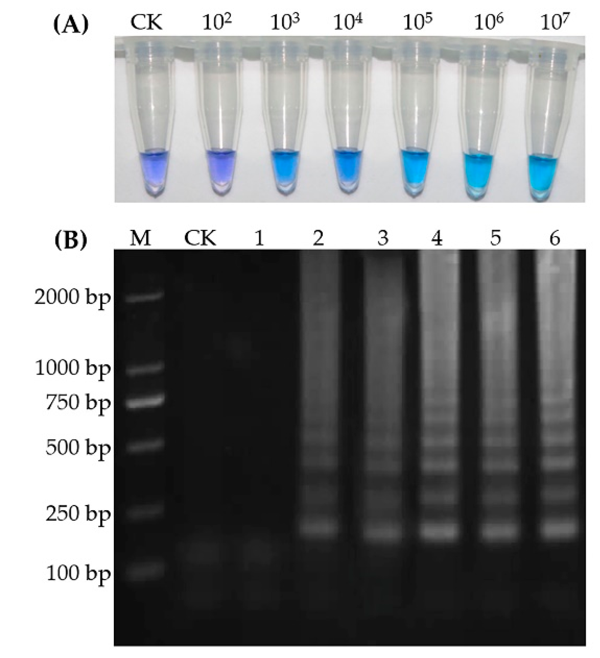 Toxins 12 00565 g005 Toxins 12 00565 g005