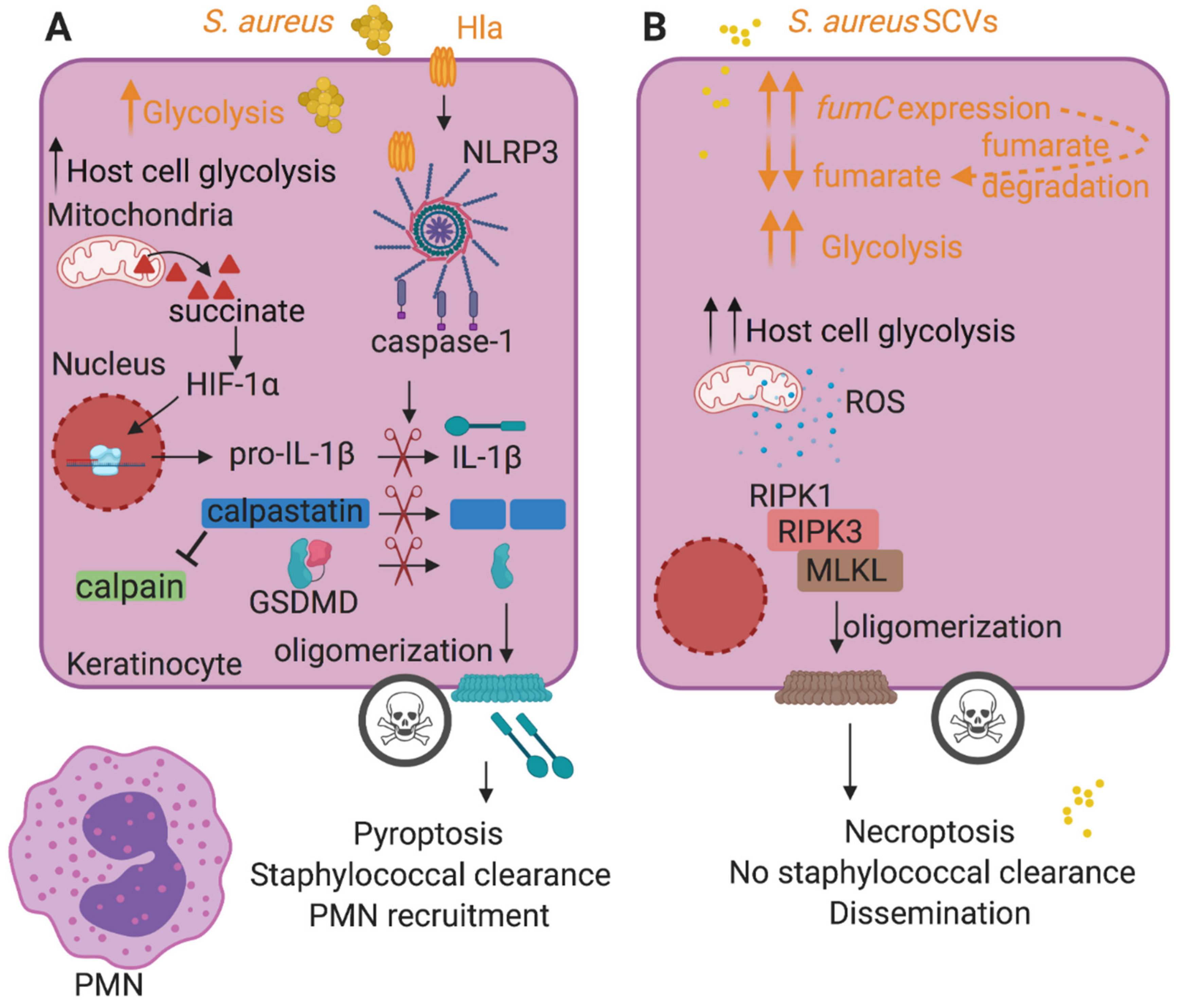 Staphylococcus Aureus, Pathology, Microbiology