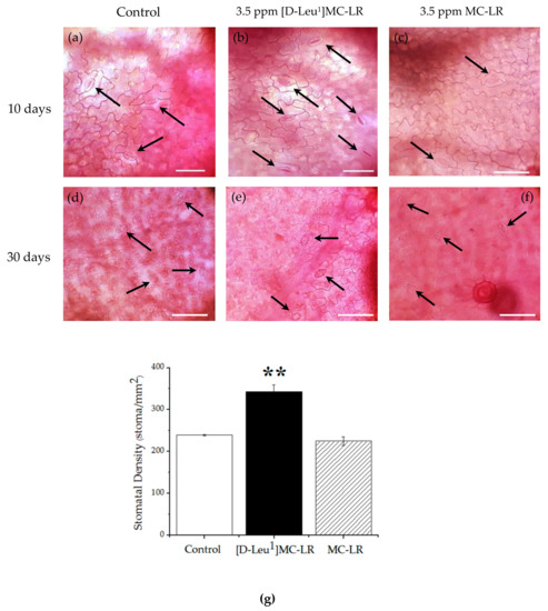 Toxins Free Full Text D Leu1 Mc Lr And Mc Lr A Small Large Difference Significantly Different Effects On Phaseolus Vulgaris L Fabaceae Growth And Phototropic Response After Single Contact During Imbibition With Each Of These