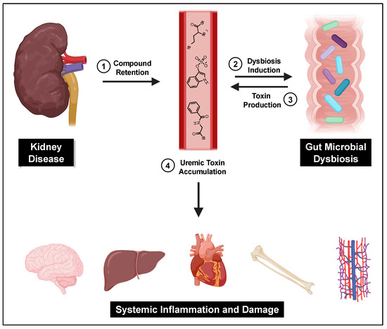 uremic toxins: classification