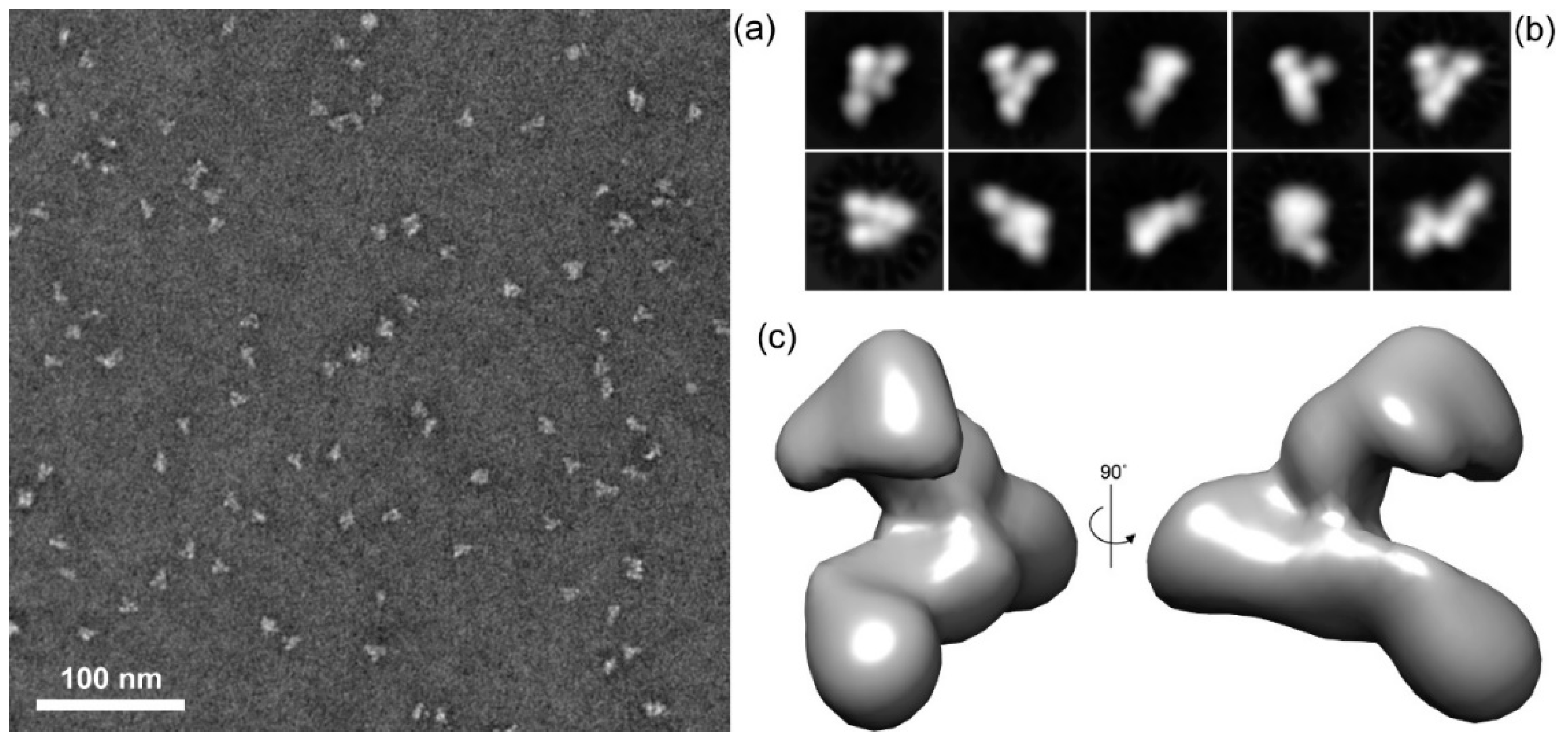Toxins 12 00596 g008 Toxins 12 00596 g008