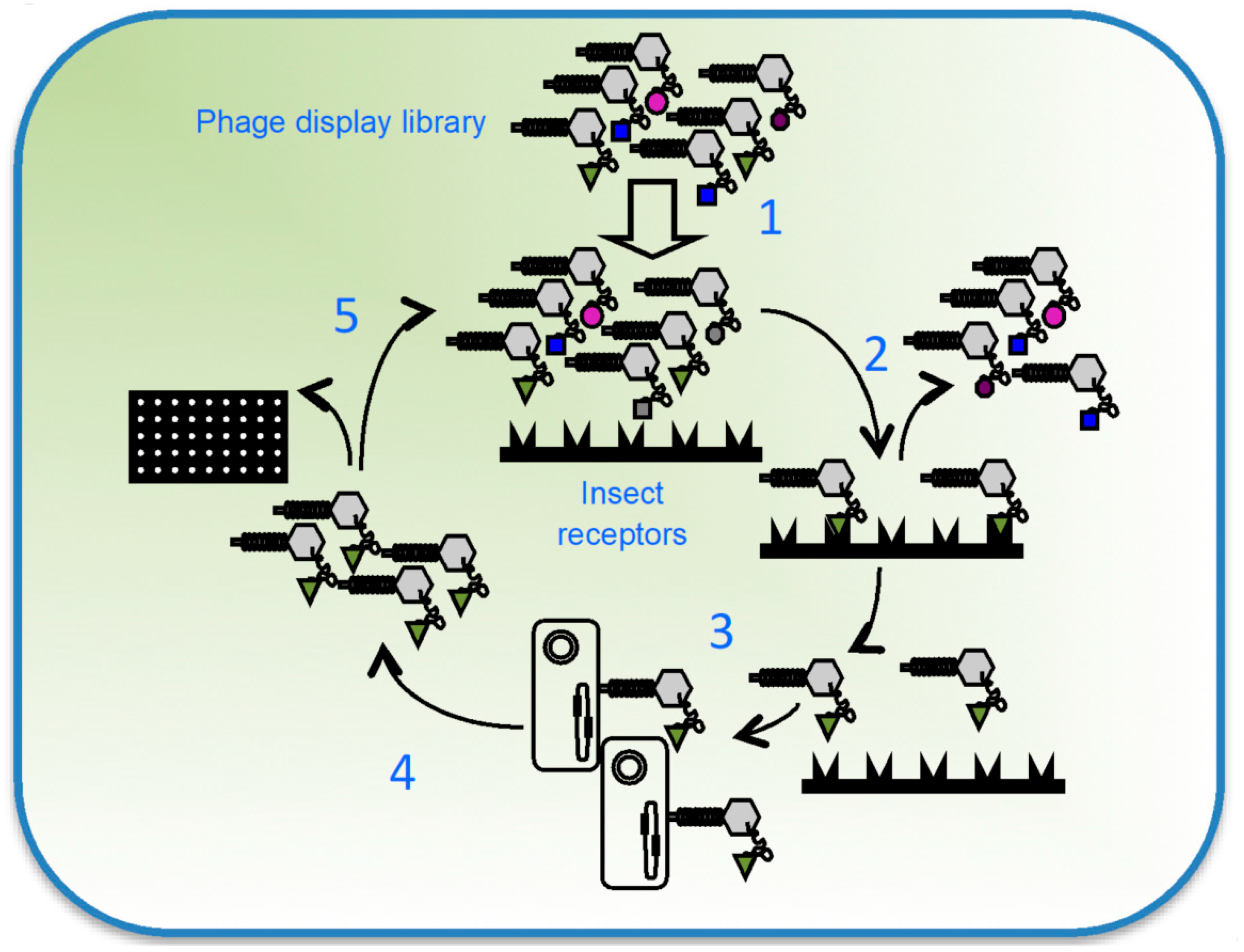 Making 3D-Cry Toxin Mutants: Much More Than a Tool of