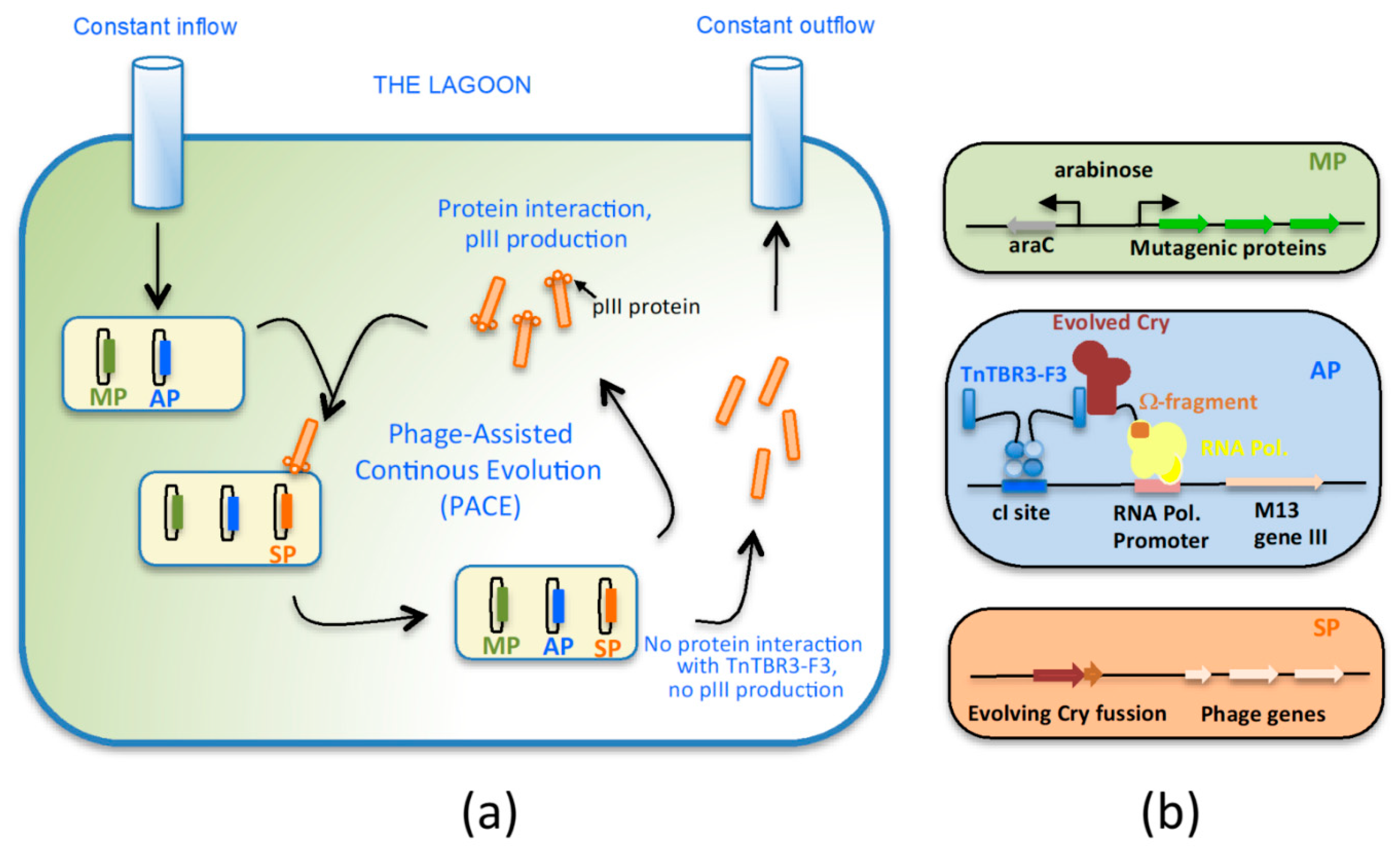 Making 3D-Cry Toxin Mutants: Much More Than a Tool of