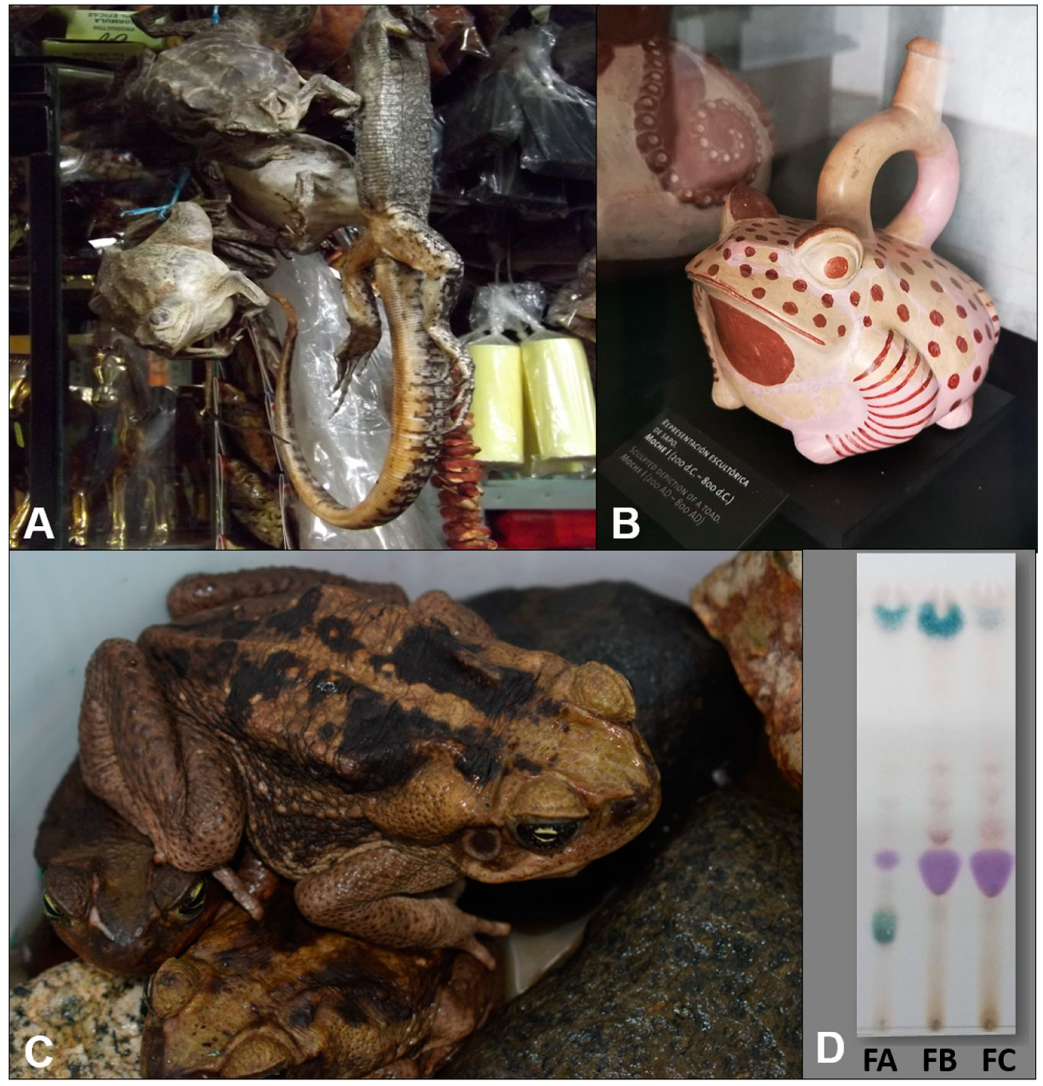 Toxins Free Full Text The Parotoid Gland Secretion From Peruvian Toad Rhinella Horribilis Wiegmann 13 Chemical Composition And Effect On The Proliferation And Migration Of Lung Cancer Cells Html Toxins Free Full Text The Parotoid Gland Secretion From Peruvian Toad Rhinella Horribilis Wiegmann 13 Chemical Composition And Effect On The Proliferation And Migration Of Lung Cancer Cells Html