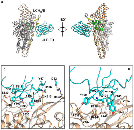Toxins Free FullText Two VHH Antibodies Neutralize Botulinum