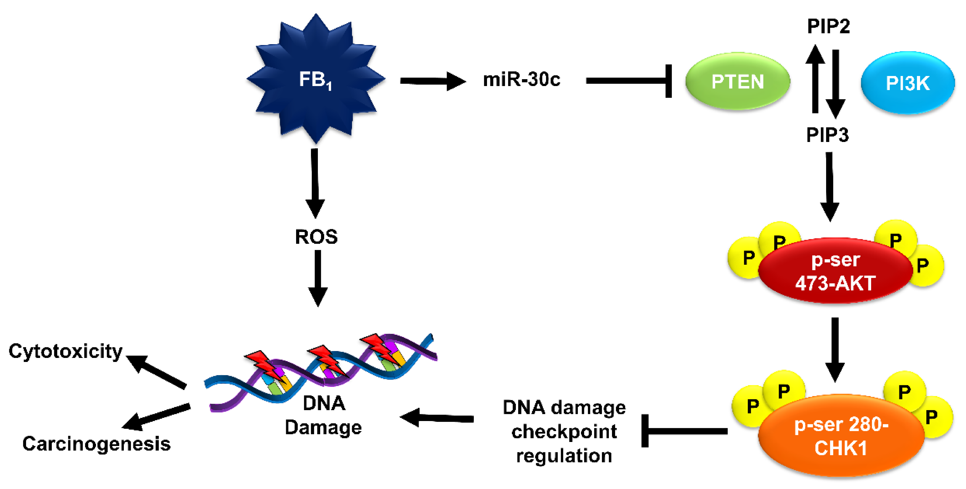 Toxins 12 00625 g007
