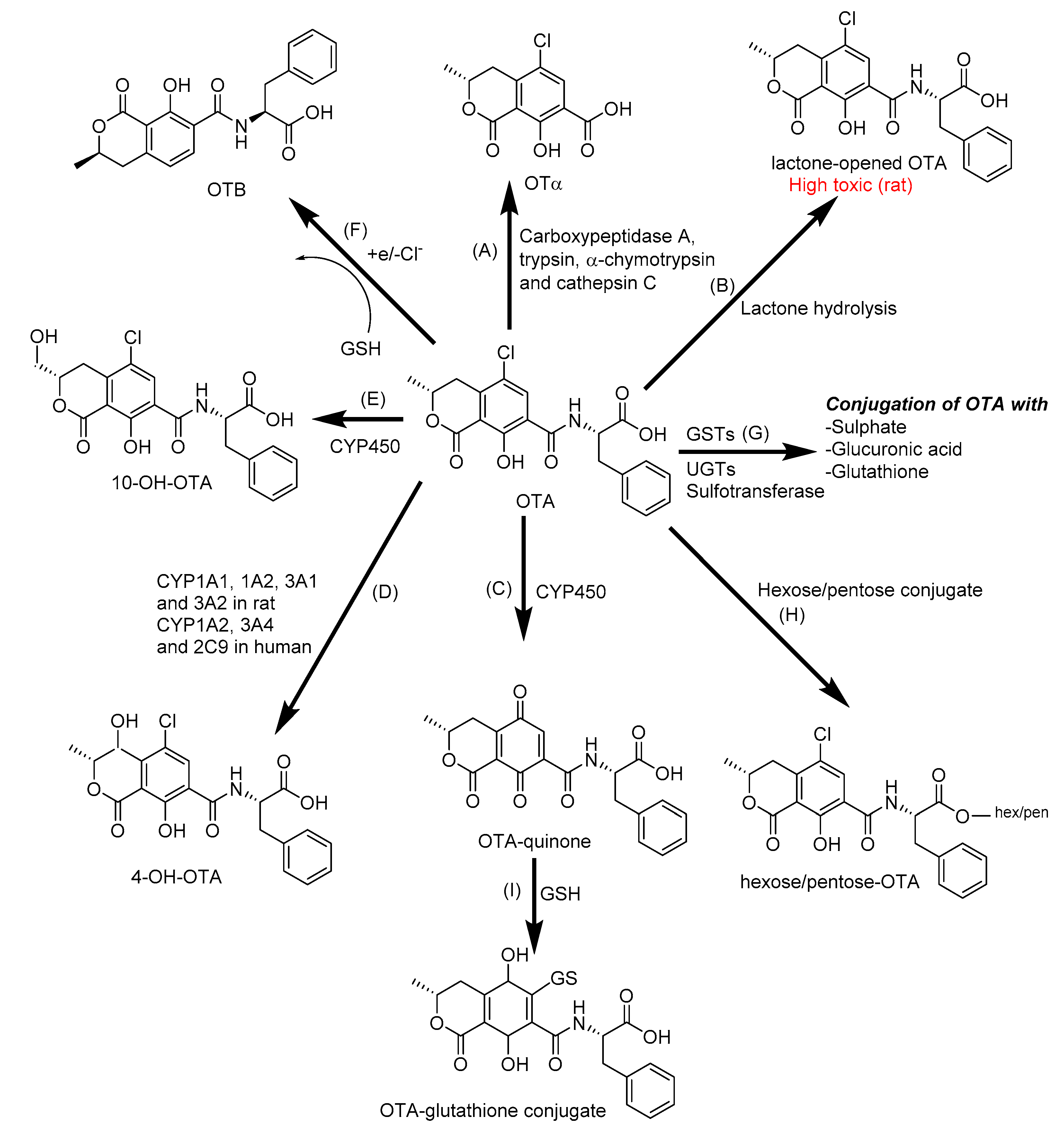 Toxins 12 00628 g003