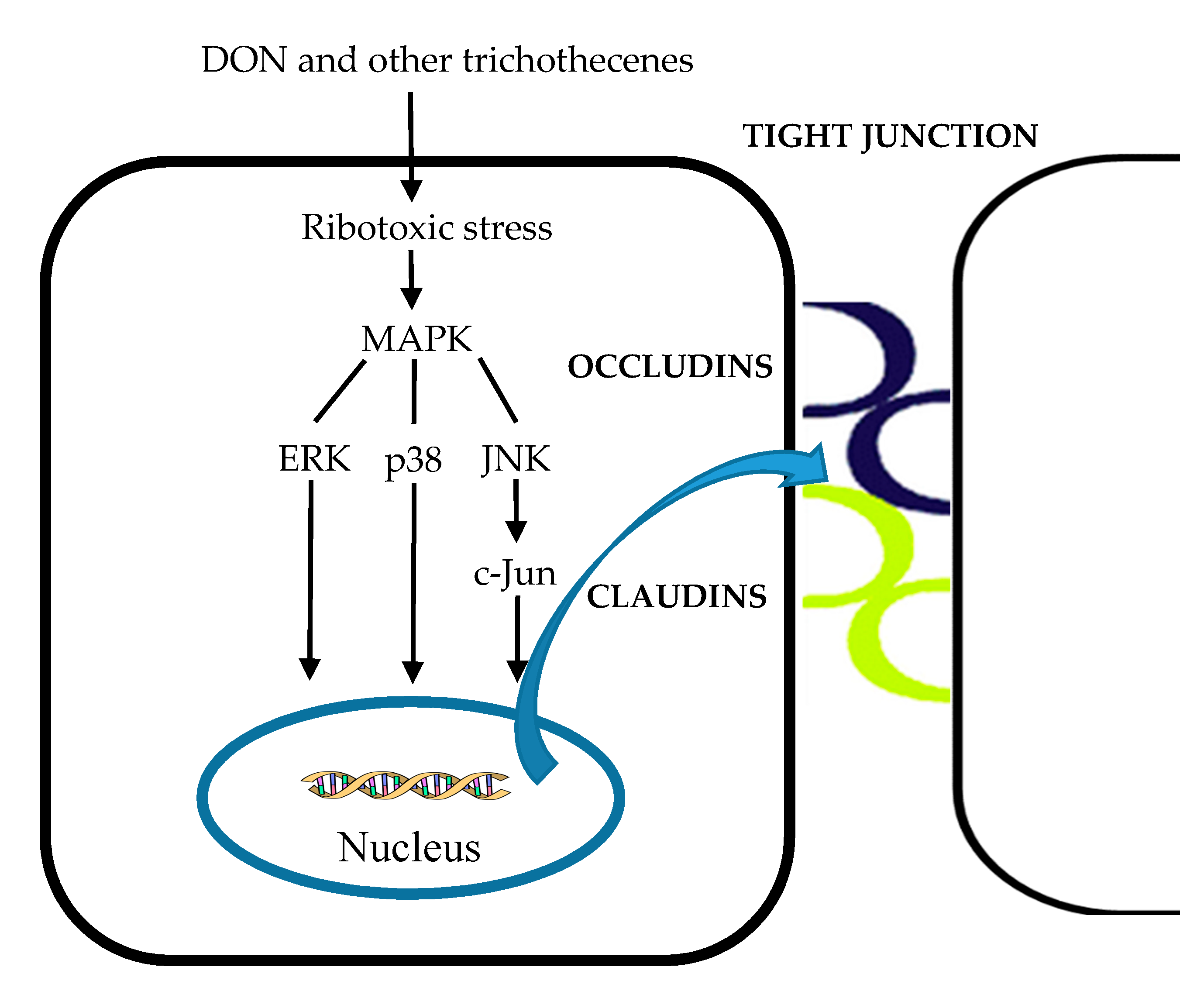 Toxins 12 00628 g013