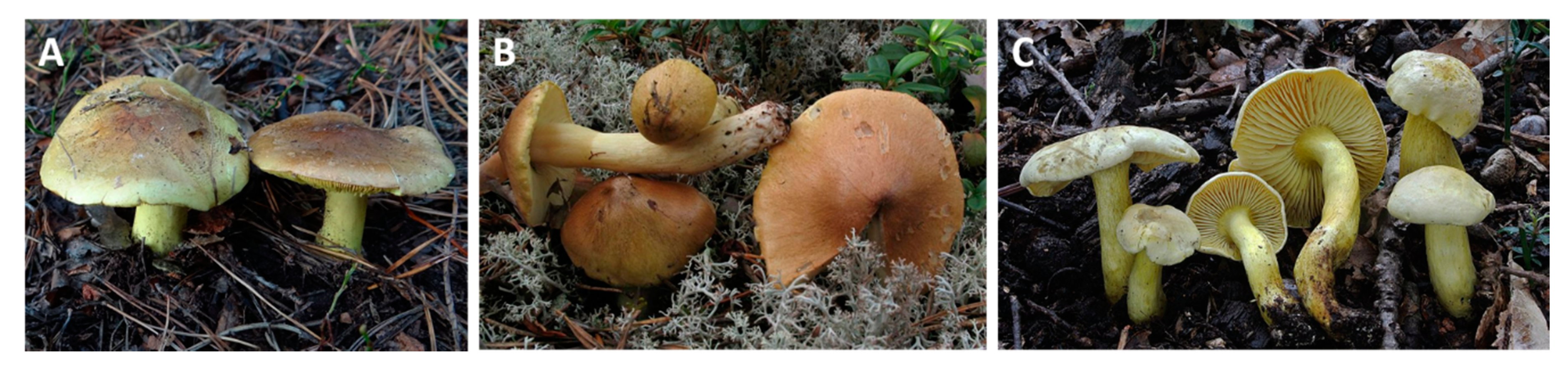 Toxins 12 00639 g002 Toxins 12 00639 g002