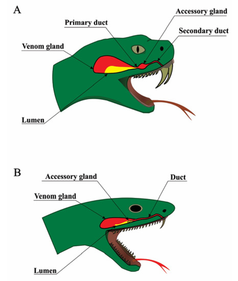 Venomous or Not Snake Quiz - A-Z Animals