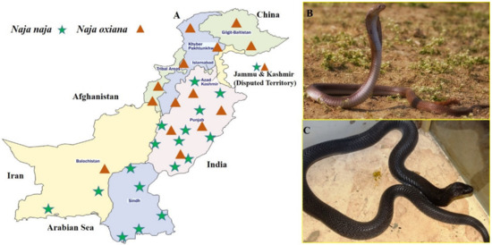 When it Comes to Snakes - Play it Safe! > Edwards Air Force Base > Article  View