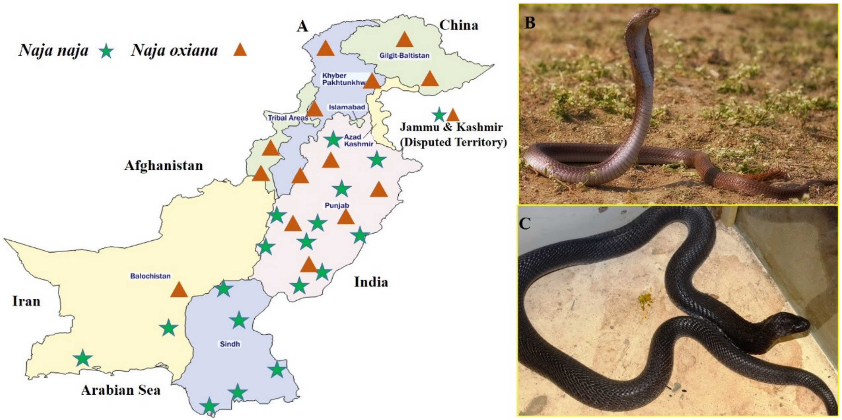 When it Comes to Snakes - Play it Safe! > Edwards Air Force Base