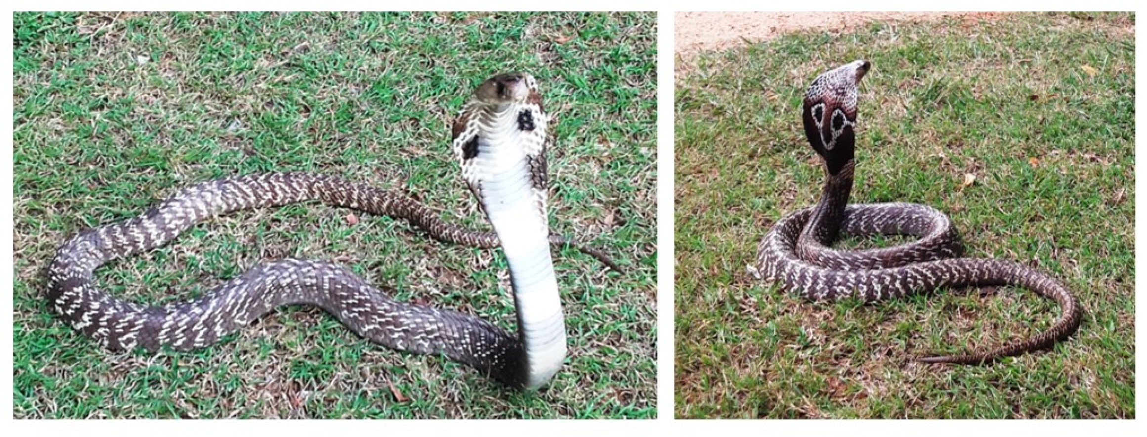 Toxins 12 00694 g001