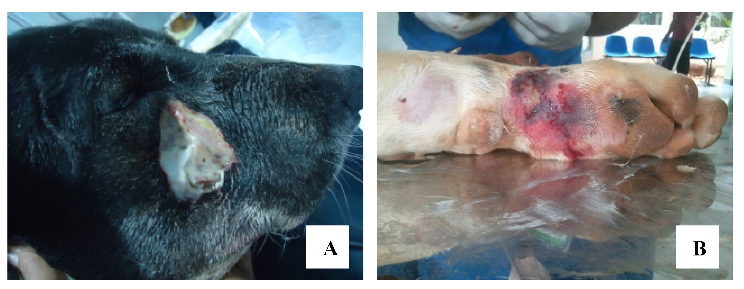 Toxins 12 00694 g003