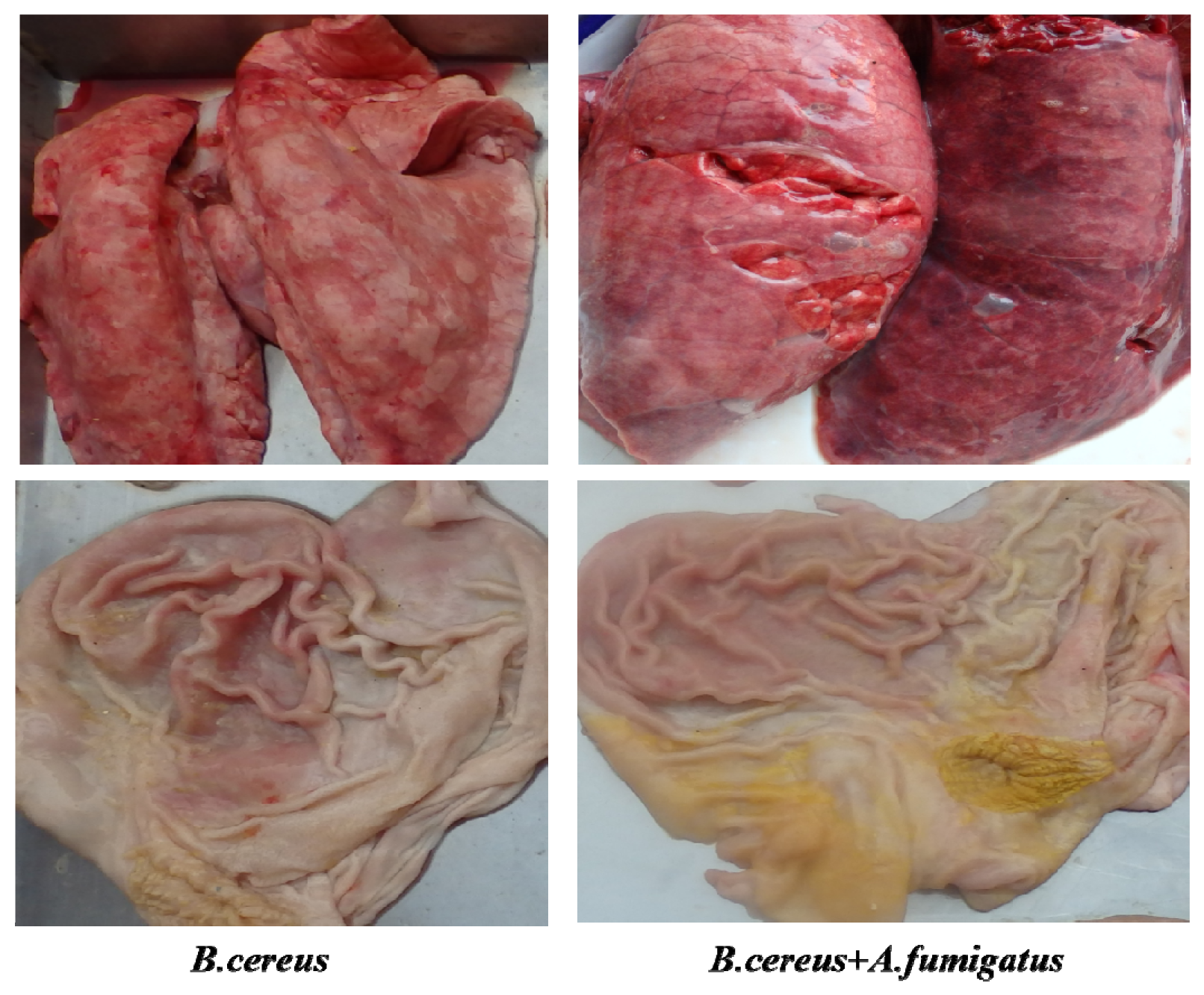 Toxins 12 00703 g008