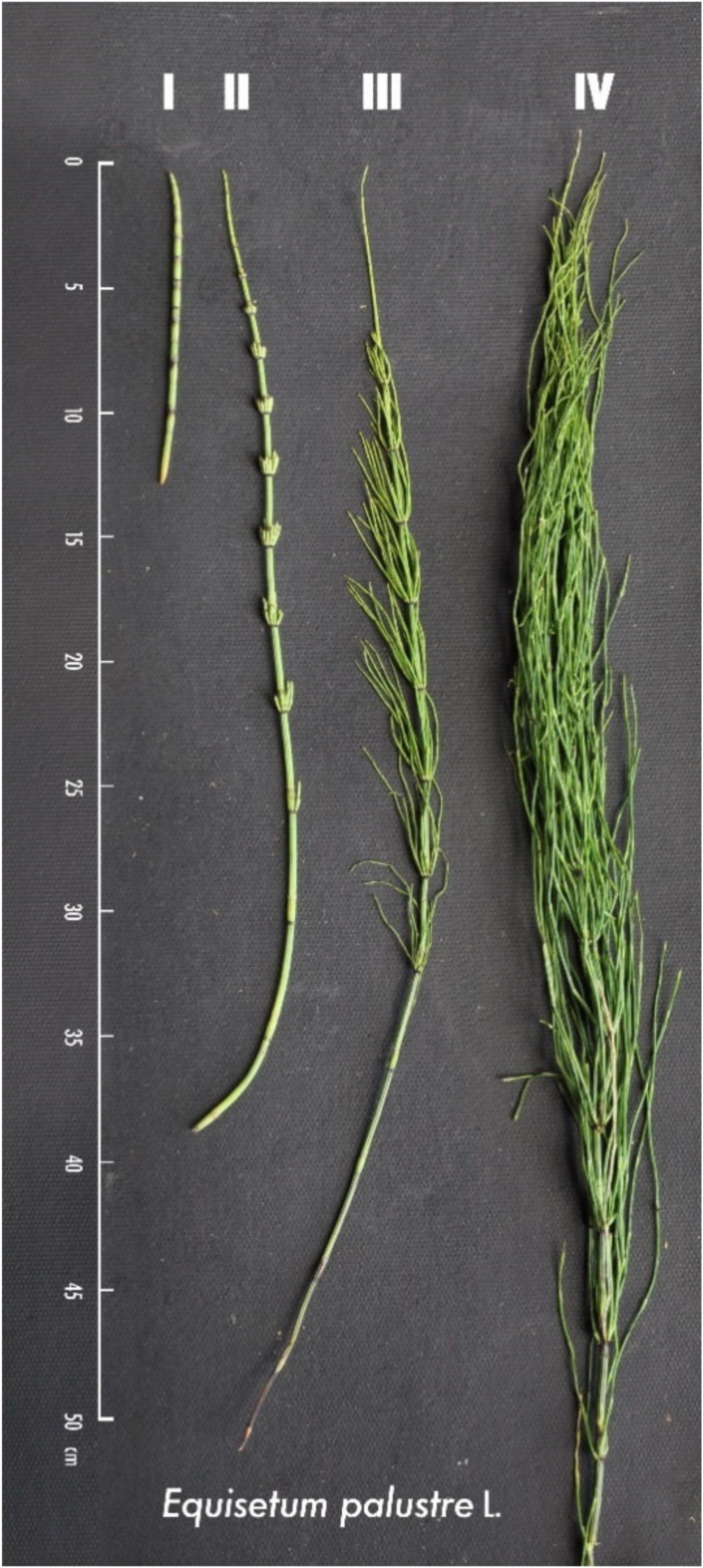 Toxins 12 00710 g006