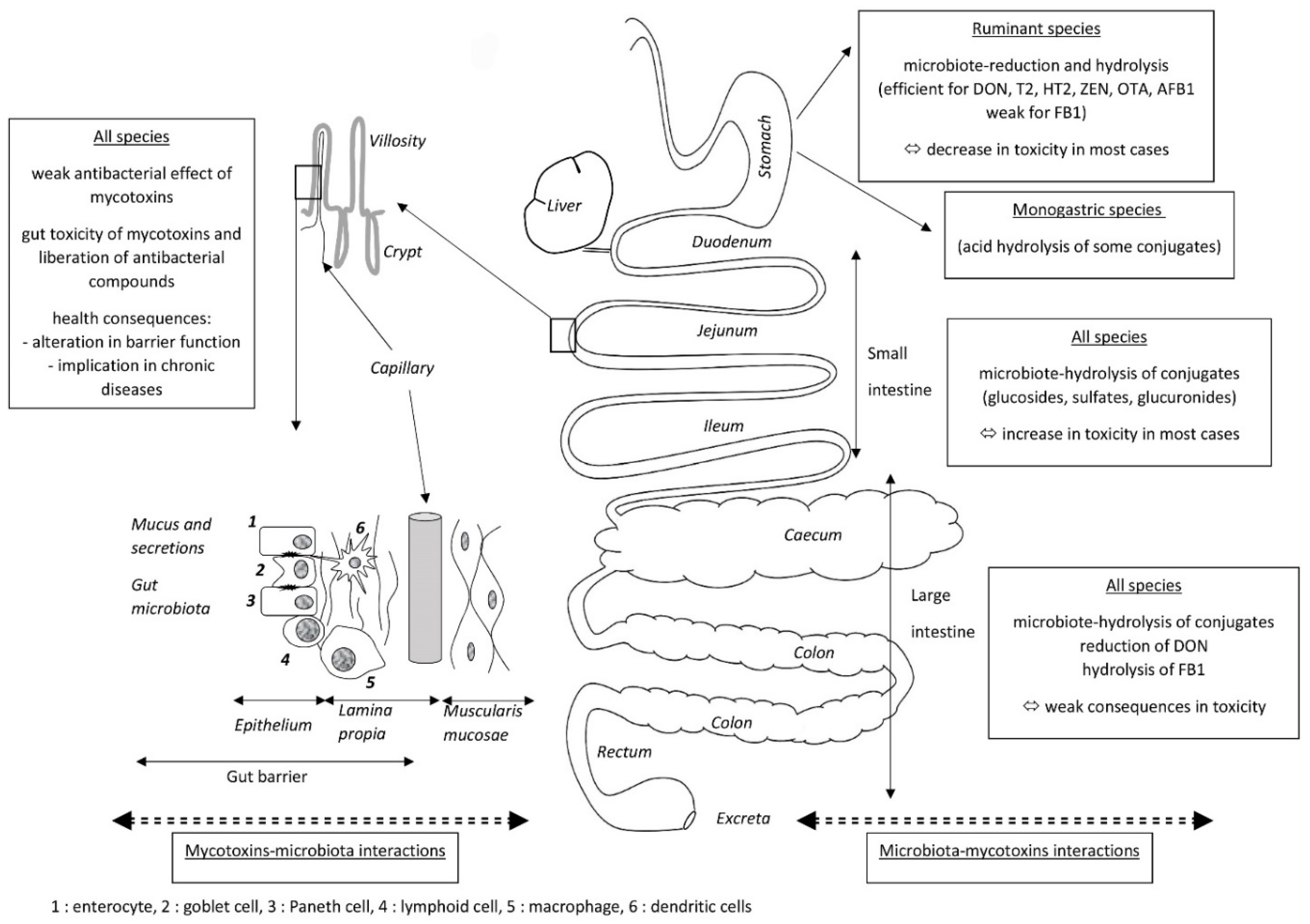 Toxins 12 00769 g001