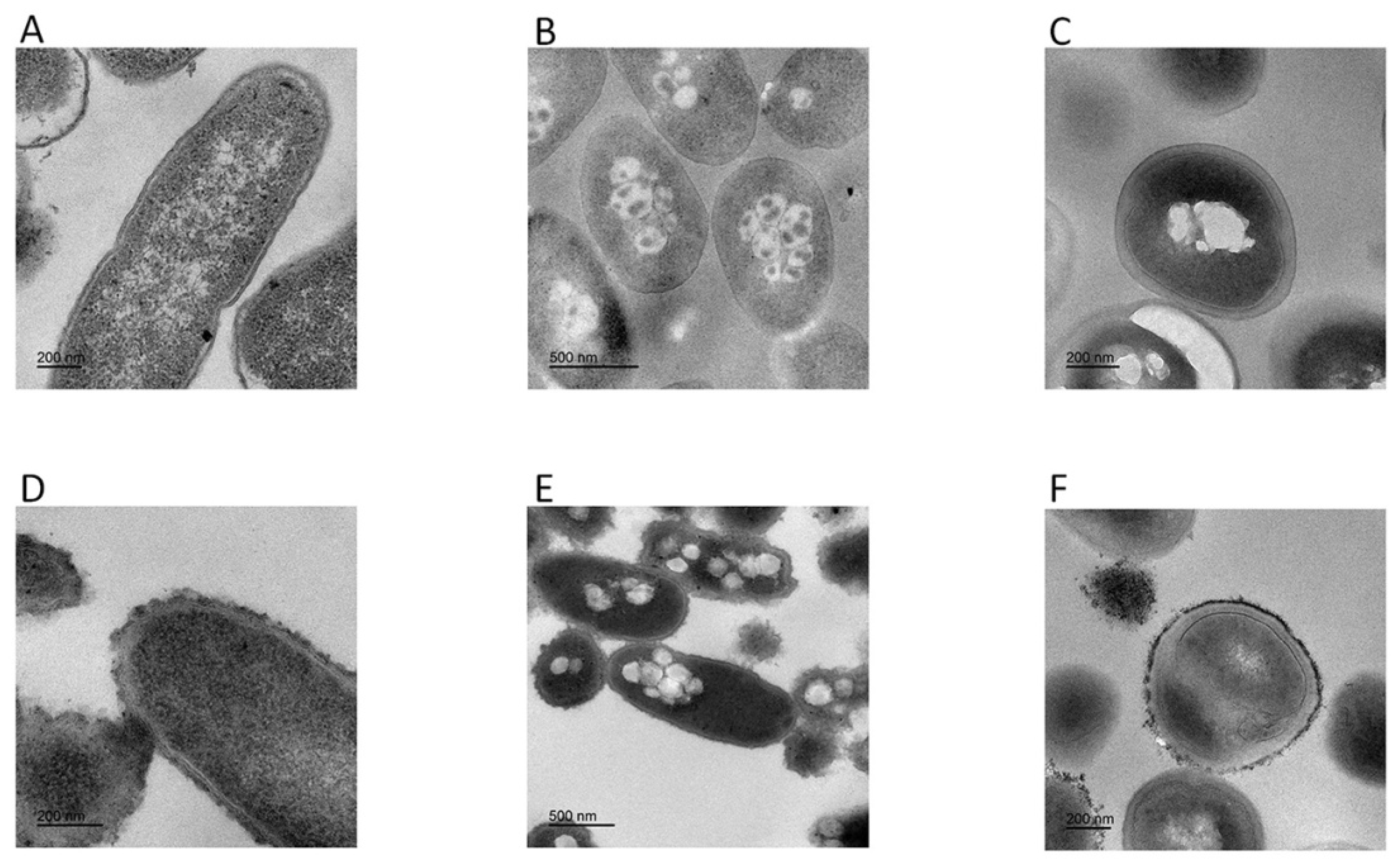 Toxins Free Full Text Identification Of A Novel Cathelicidin From The Deinagkistrodon Acutus Genome With Antibacterial Activity By Multiple Mechanisms Html